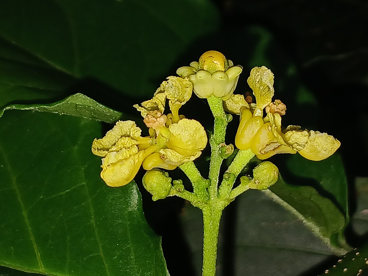 Peanut Butter Fruit, Bunchosia argentea