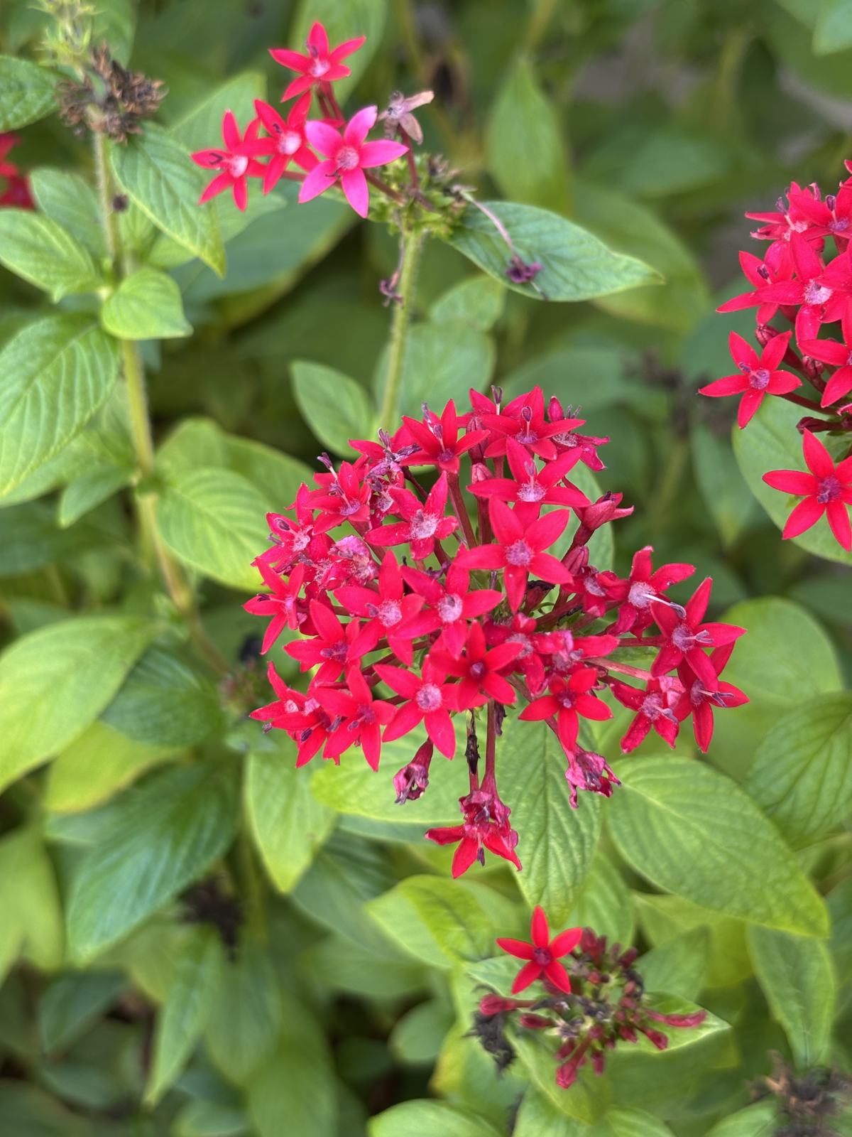 Pentas additional photo