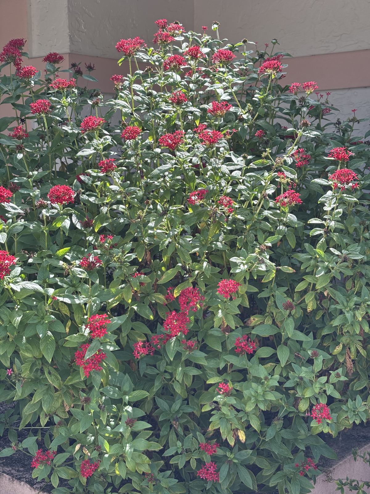 Pentas