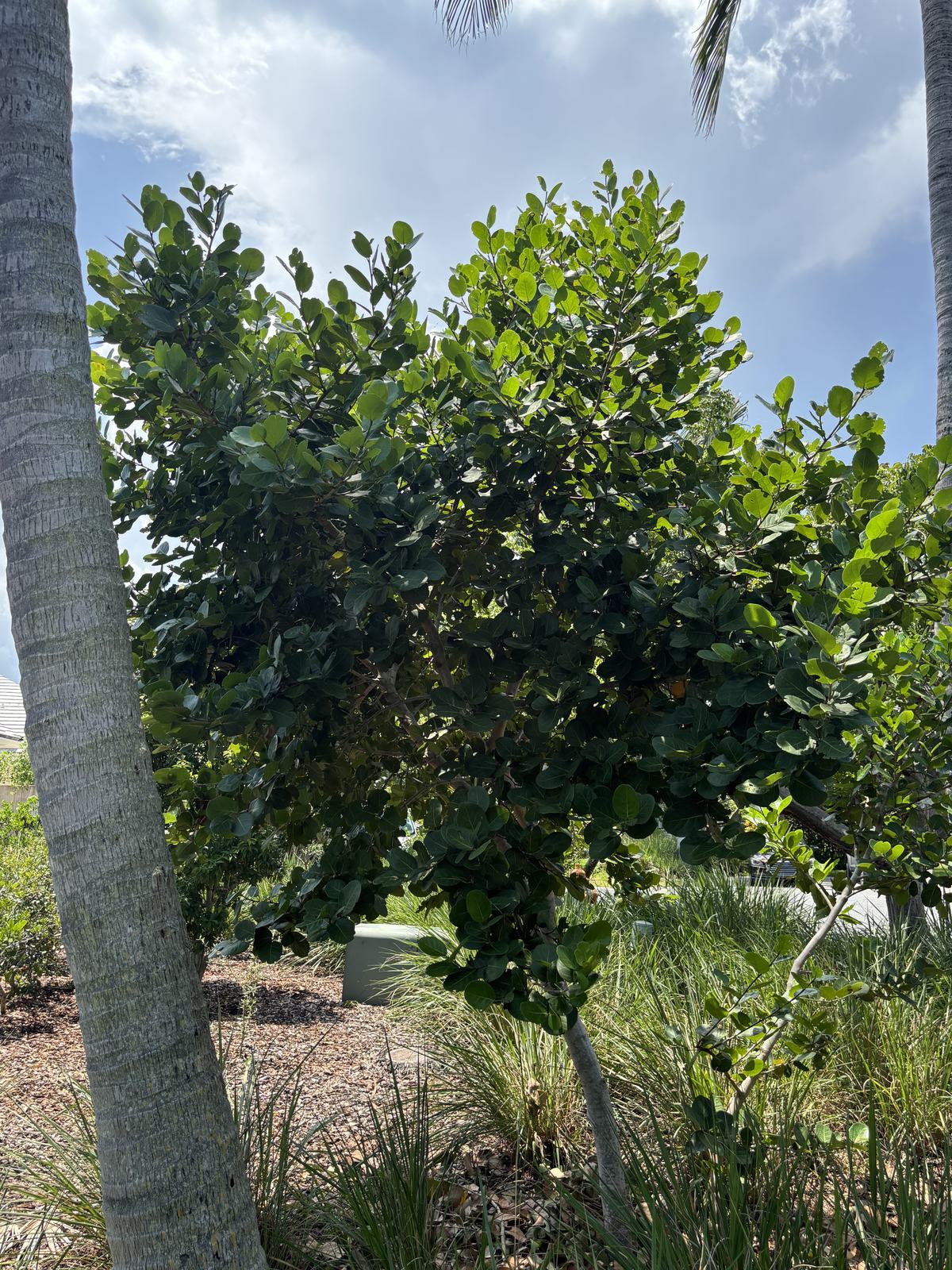 Pigeon Plum, Coccoloba diversifolia