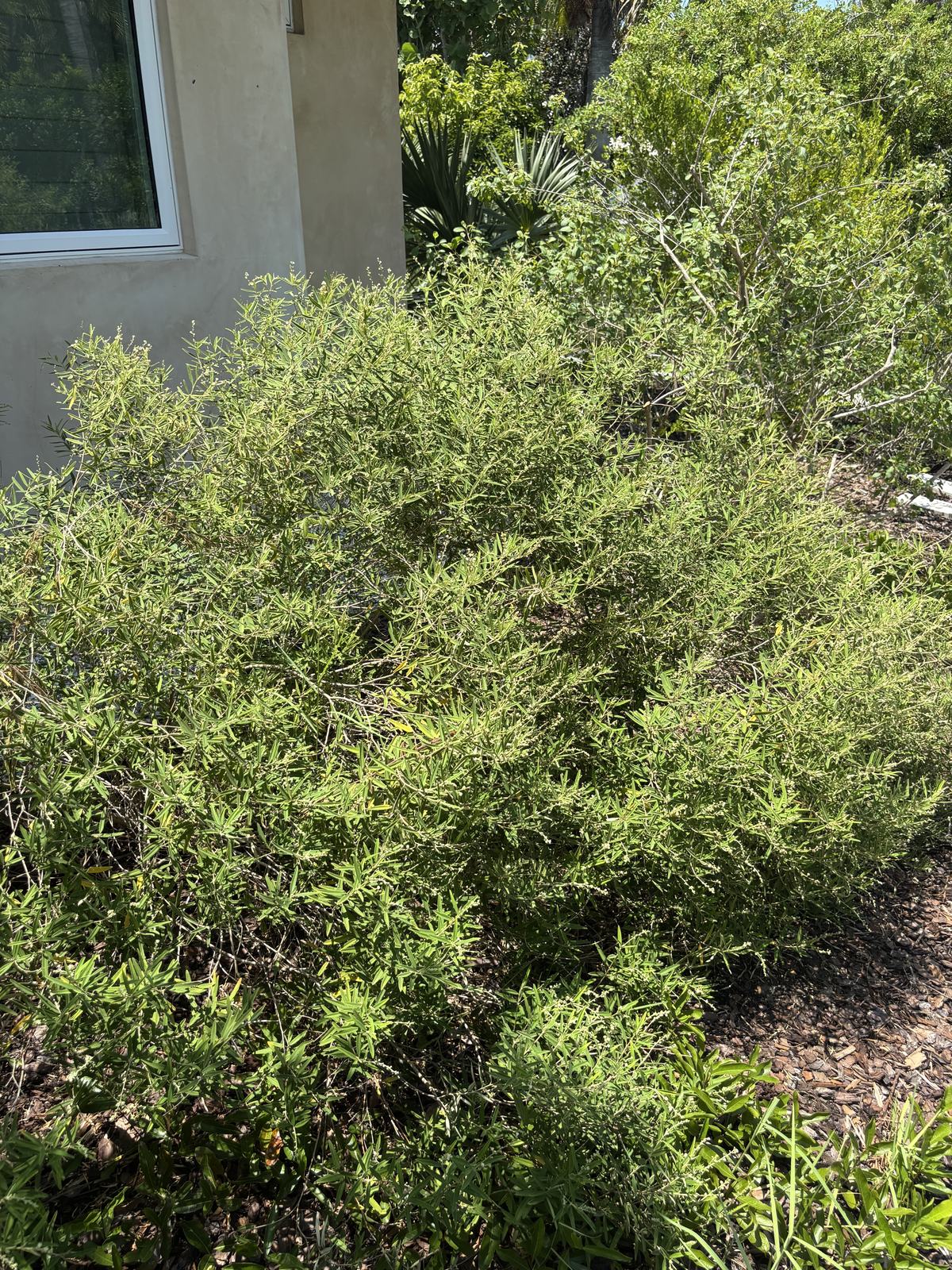 Pineland Croton (Croton linearis)