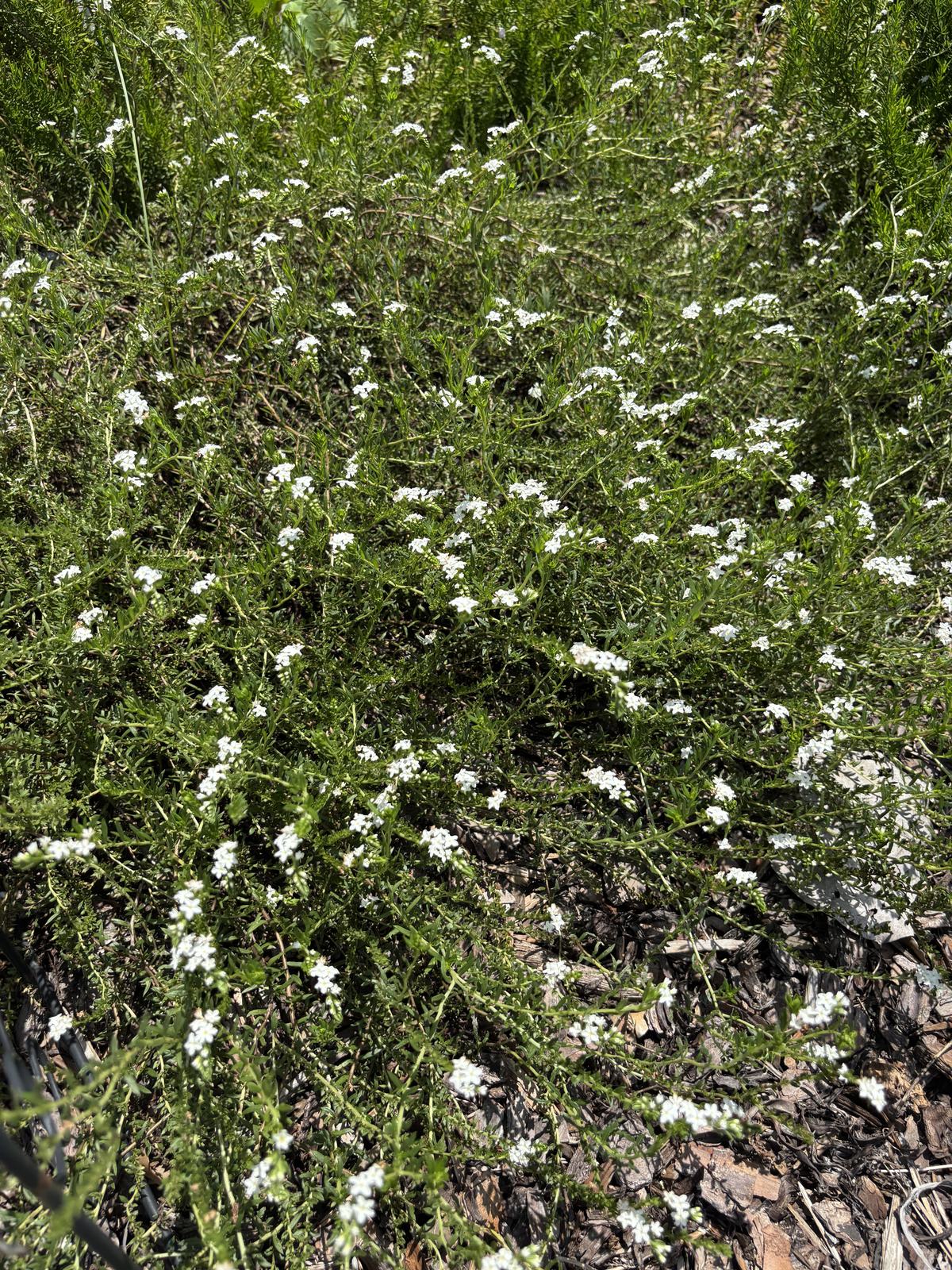 Pineland Heliotrope