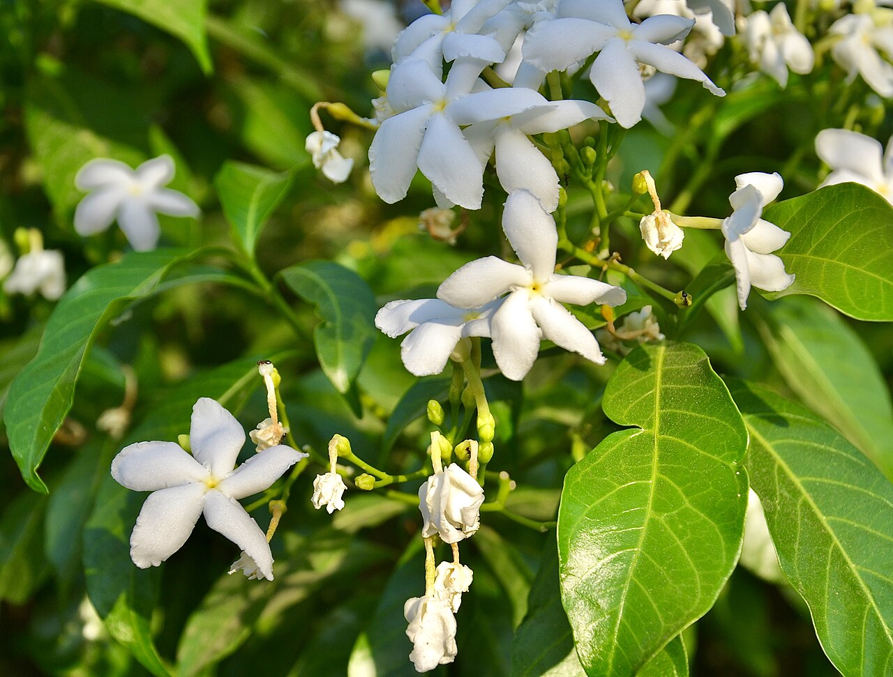 Pinwheel Jasmine