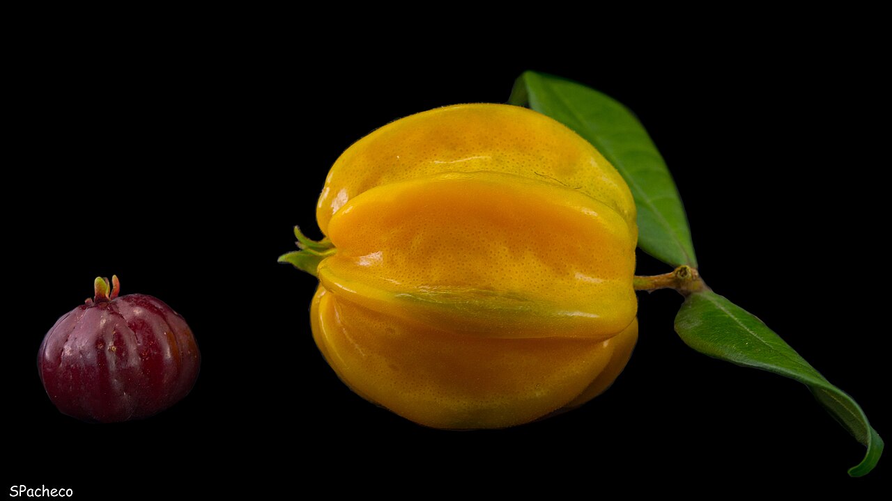 Pitangatuba, Eugenia selloi