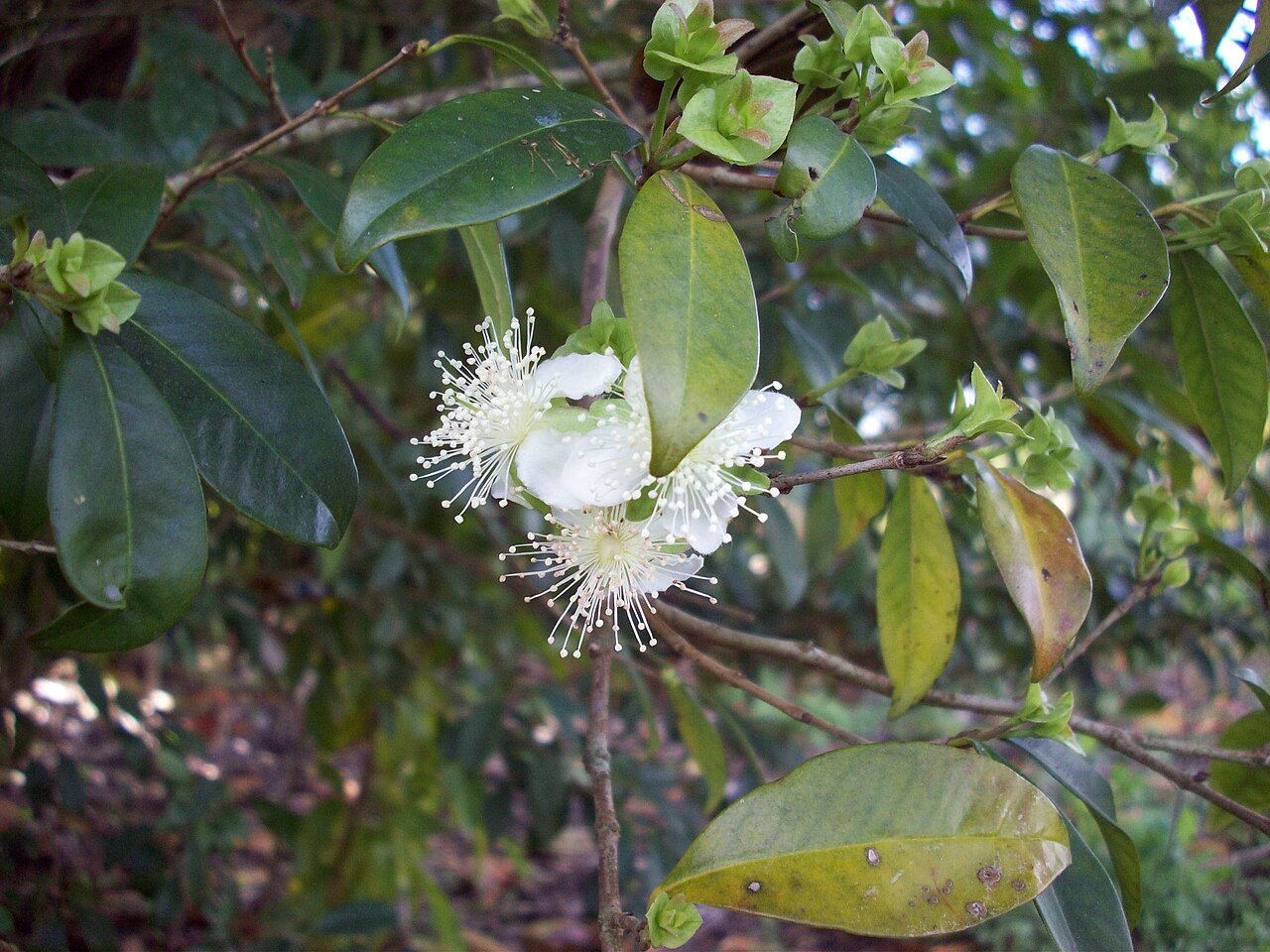 Pitomba, Eugenia luschnathiana