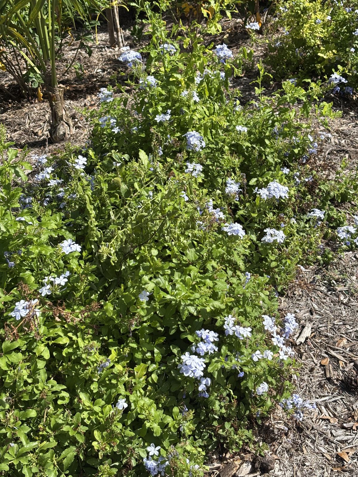 Plumbago additional photo