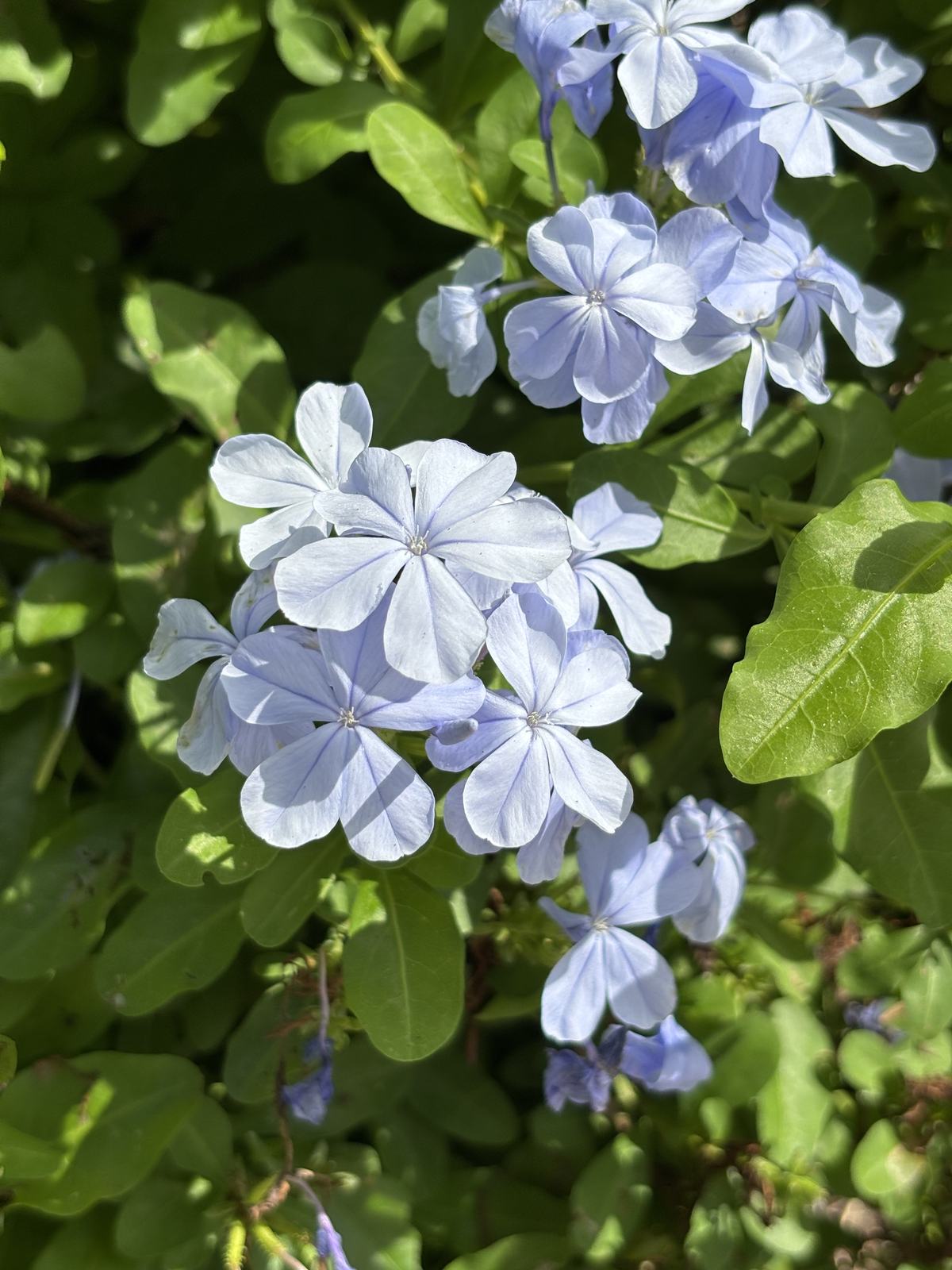 Plumbago
