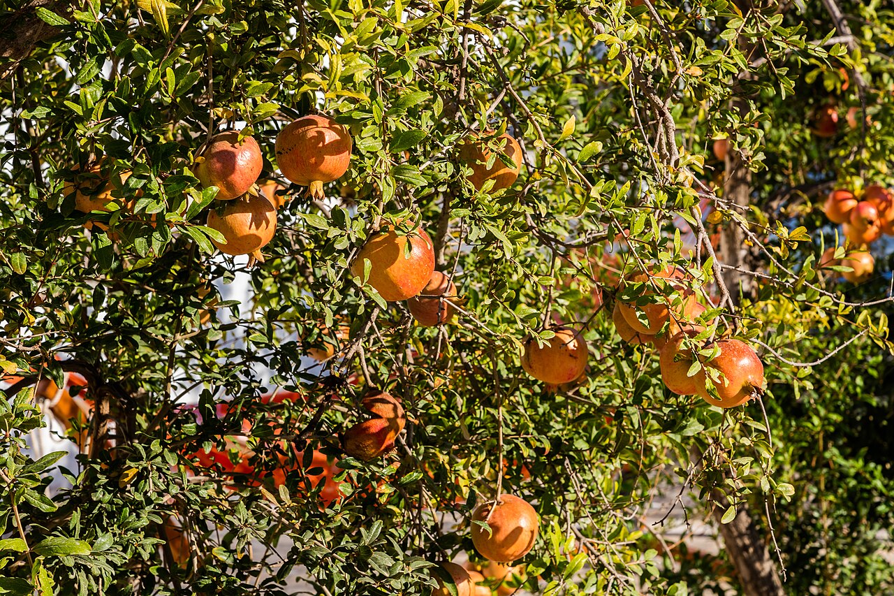 Pomegranate, Punica granatum