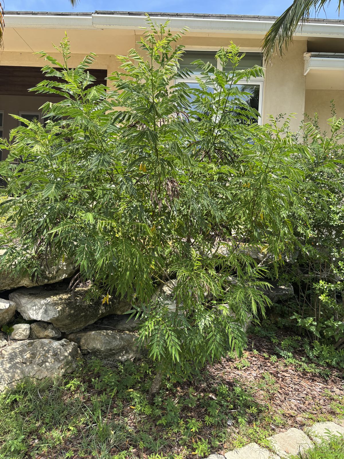 Privet Senna, Senna ligustrina
