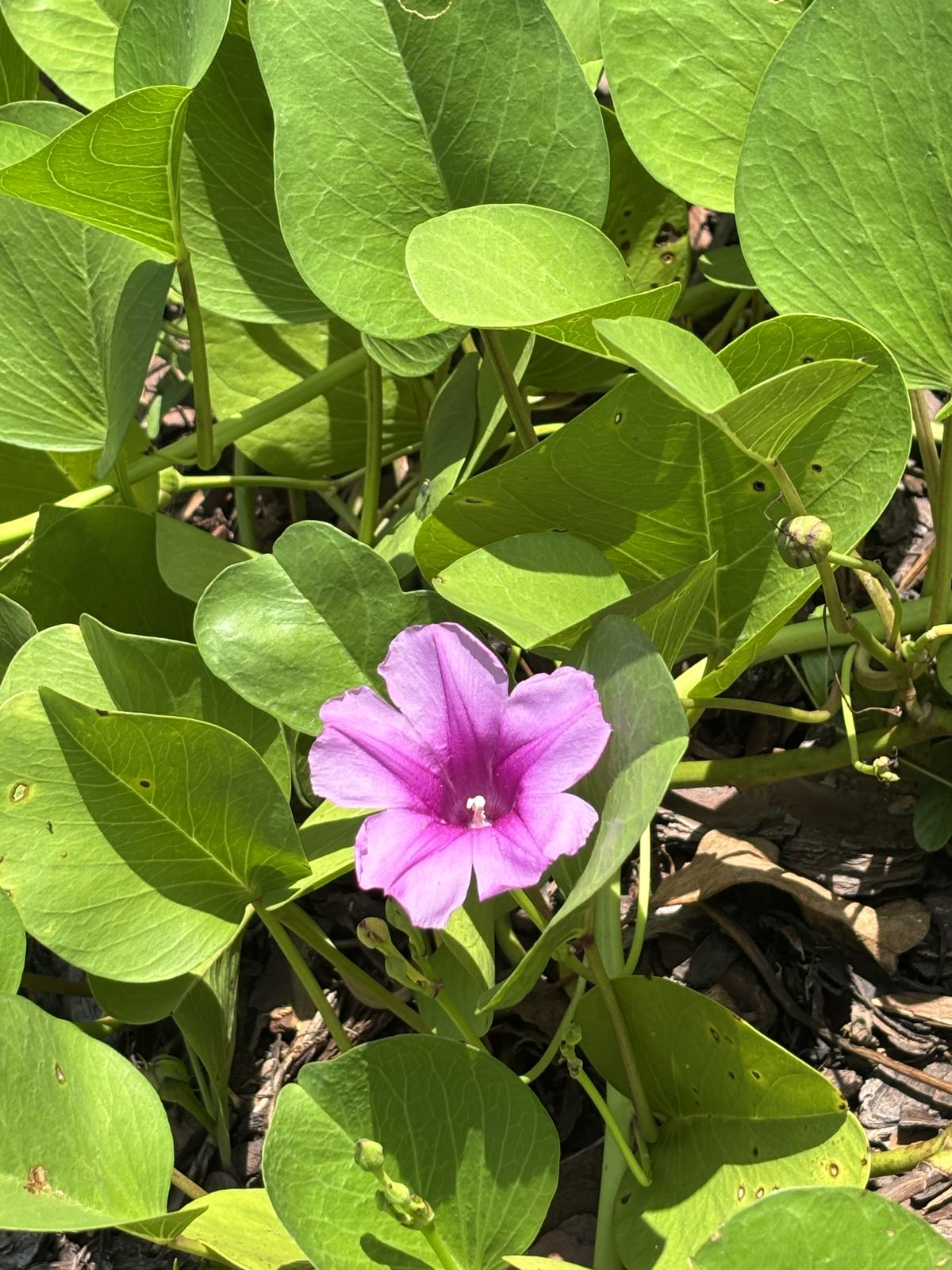 Railroad Vine (Ipomoea pes-caprae)