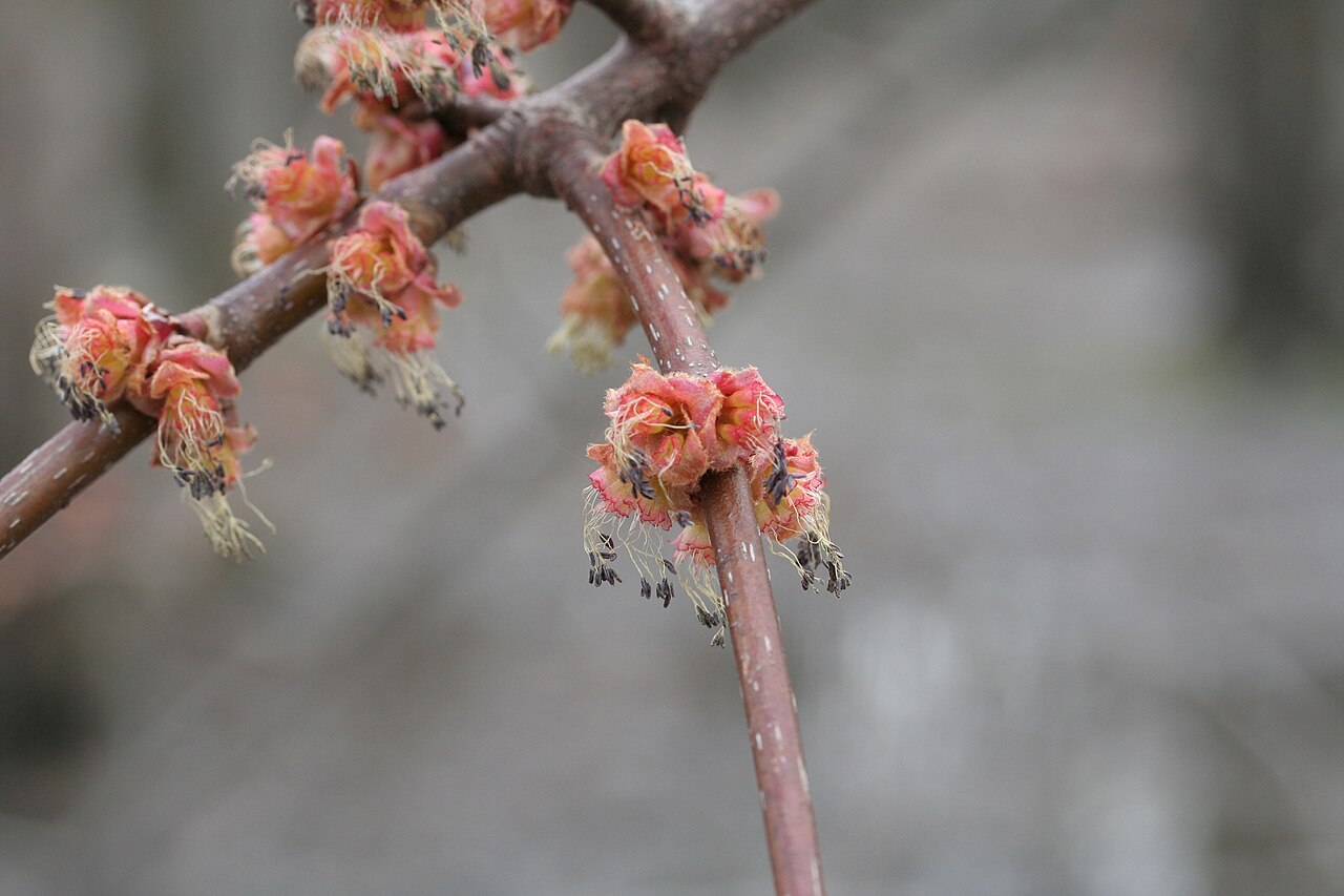 Red Maple, Acer rubrum