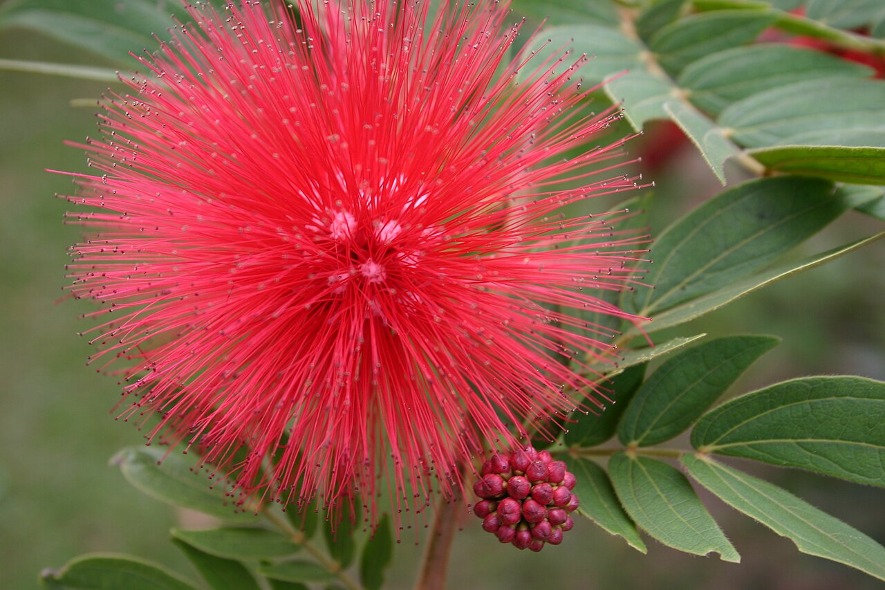 Red Powderpuff