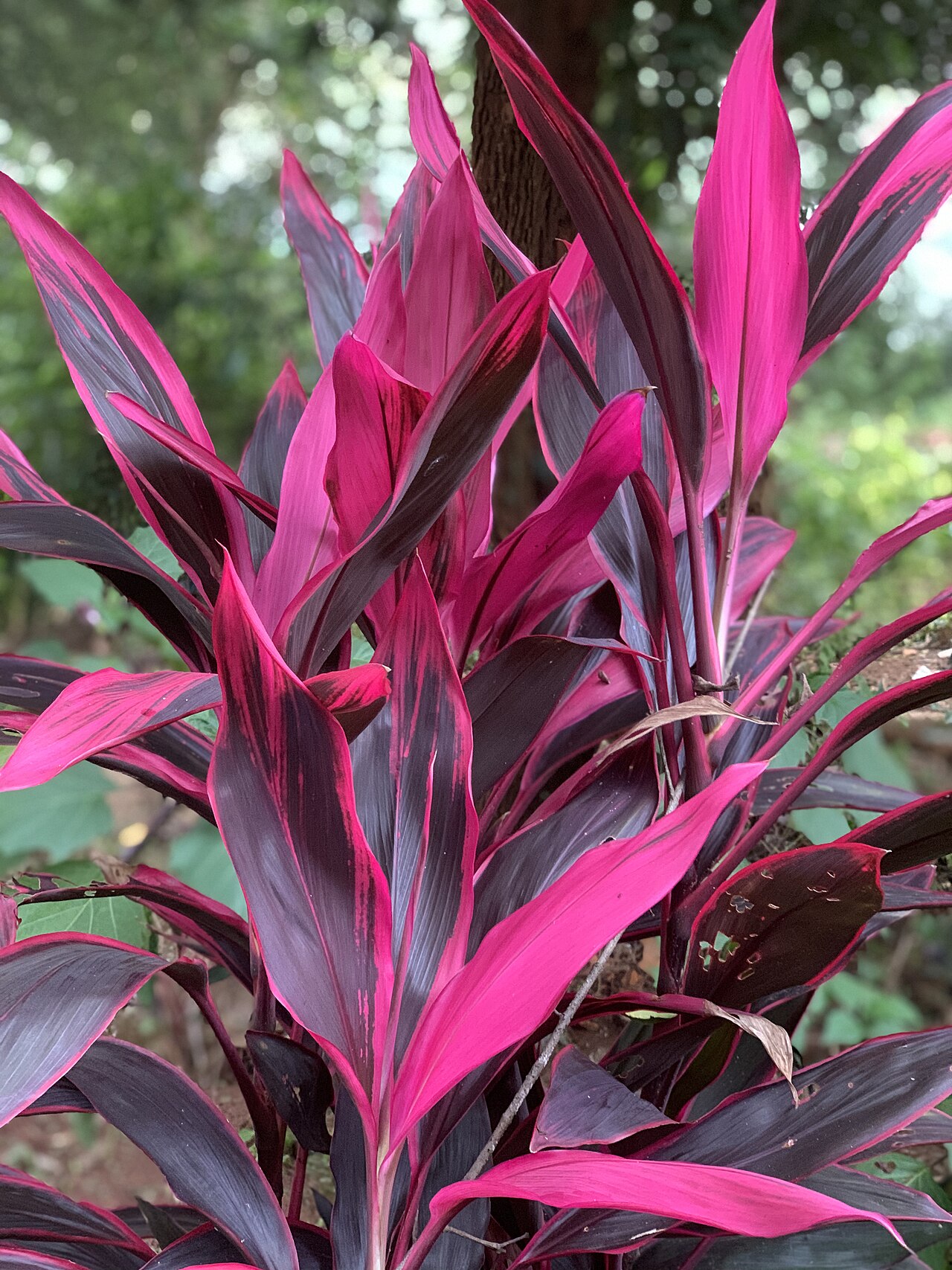 Red Sister Ti (Cordyline fruticosa)