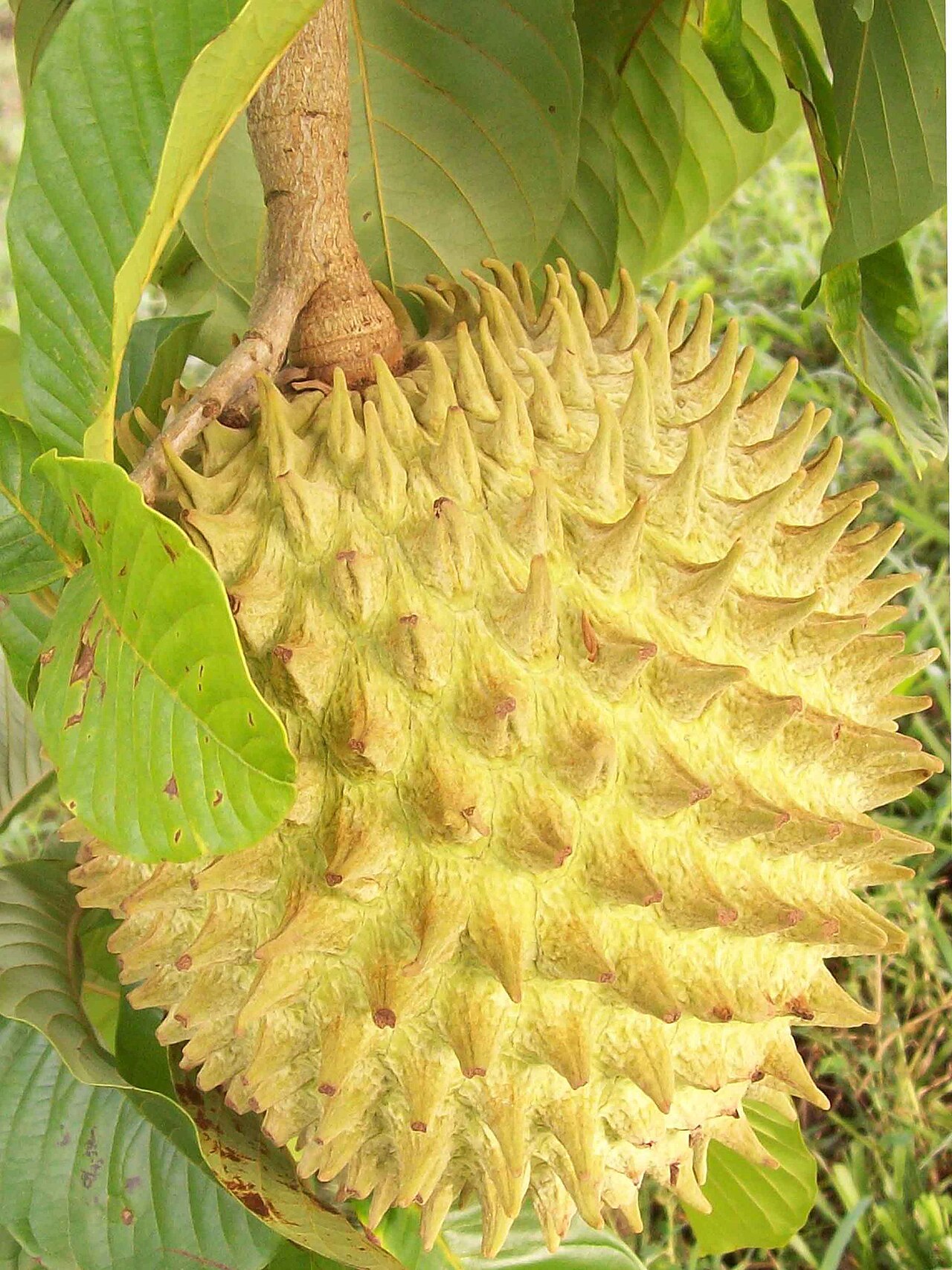 Rollinia, Rollinia deliciosa / Annona mucosa