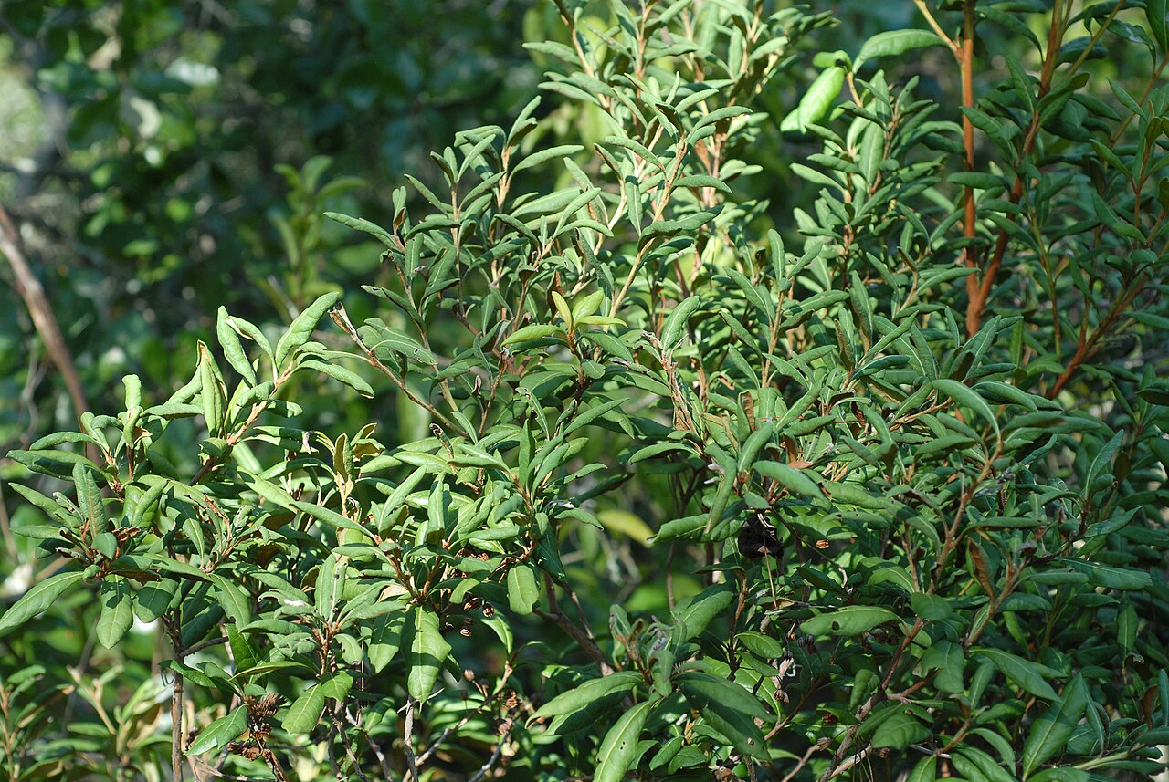 Rusty Lyonia, Lyonia ferruginea
