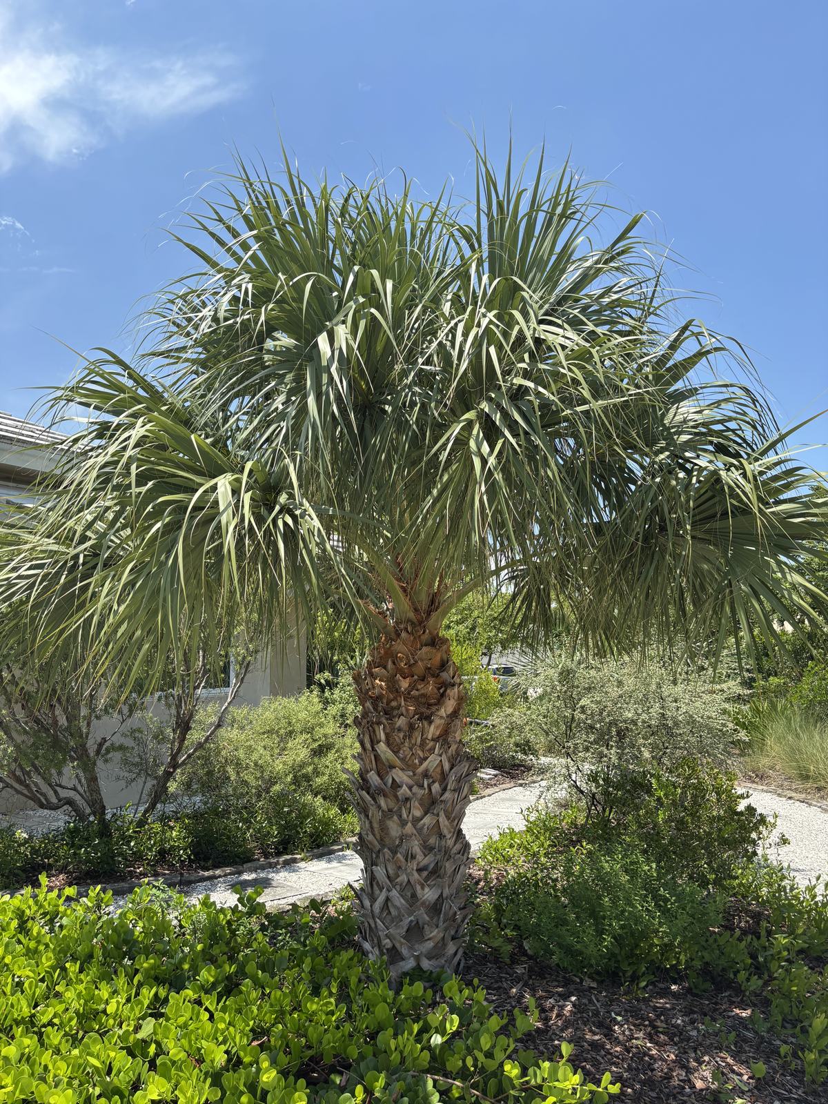 Sabal Palm (Sabal palmetto)