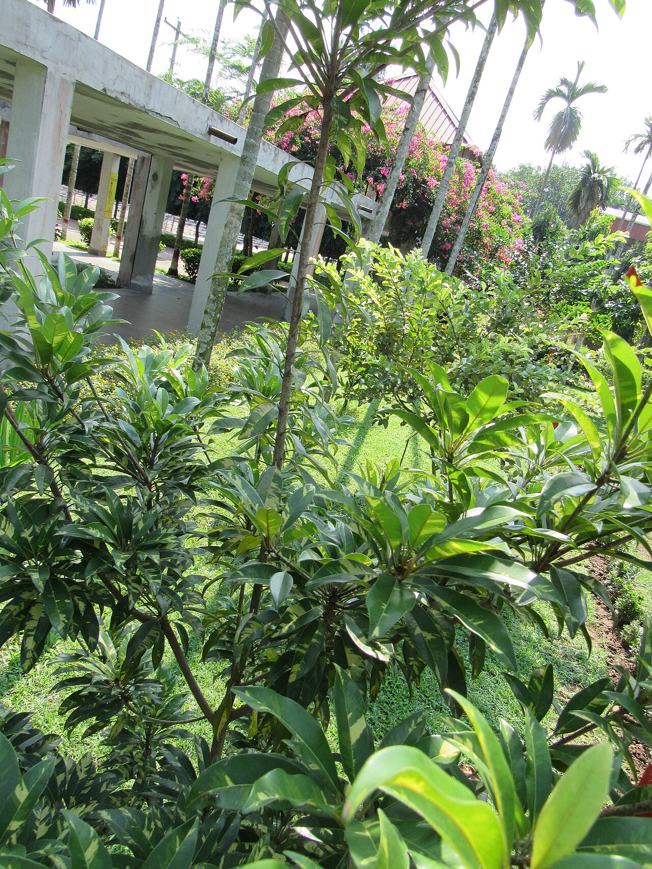 Sapodilla, Manilkara zapota