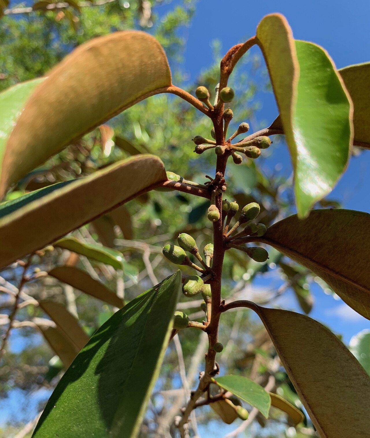 Satinleaf, Chrysophyllum oliviforme