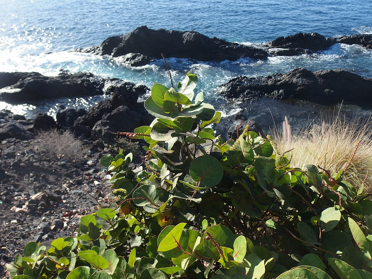 Sea Grape, Coccoloba uvifera