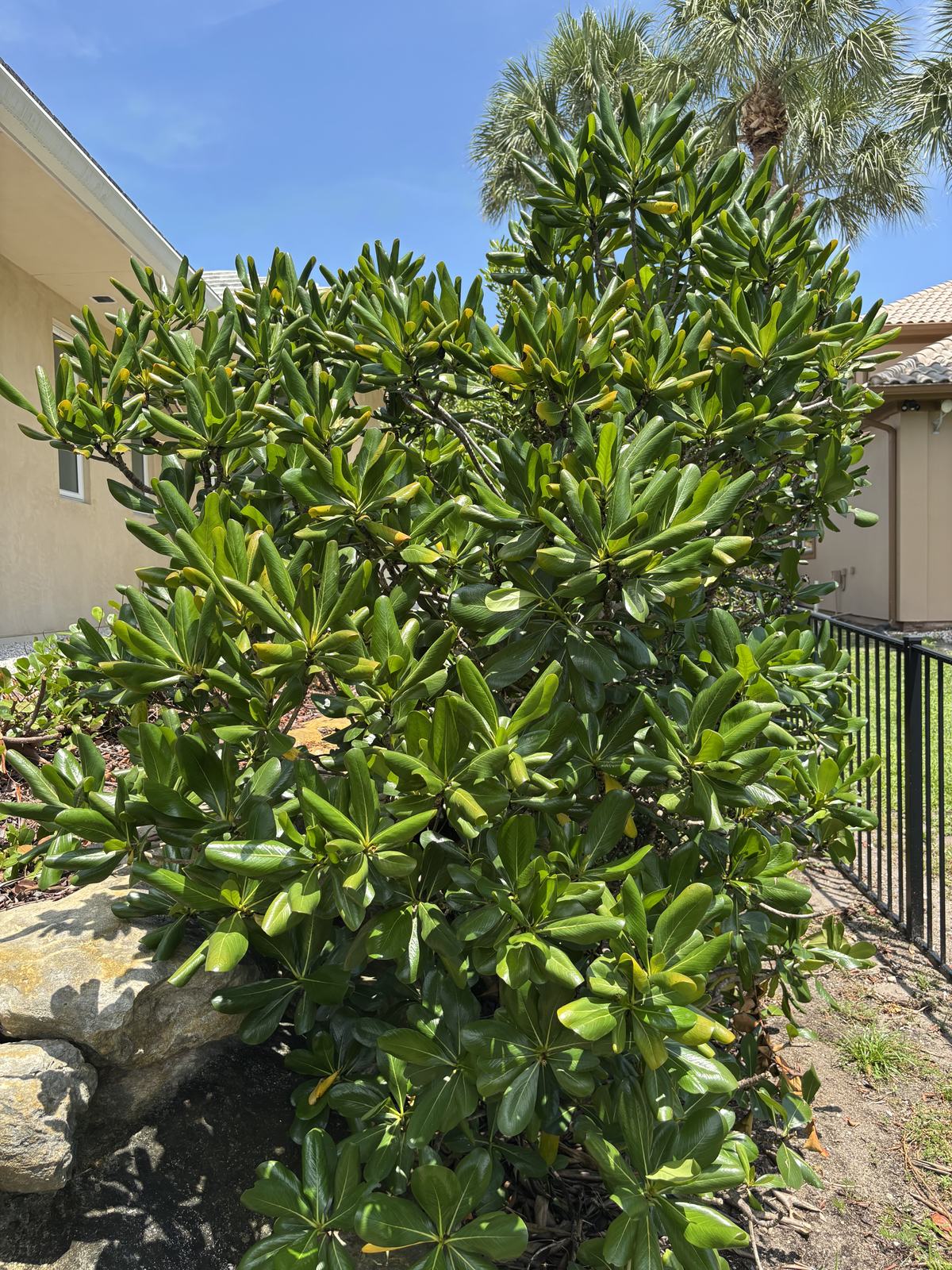 Seven Year Apple (Casasia clusiifolia)