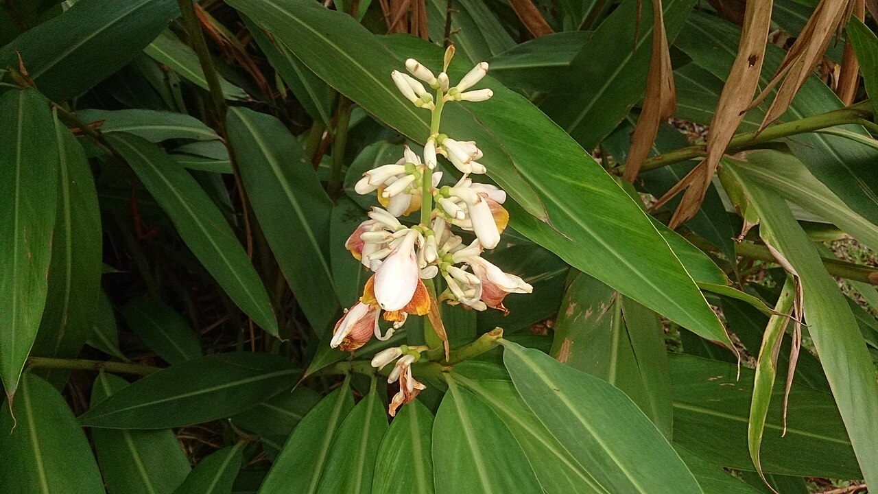 Shell Ginger (Alpinia zerumbet)