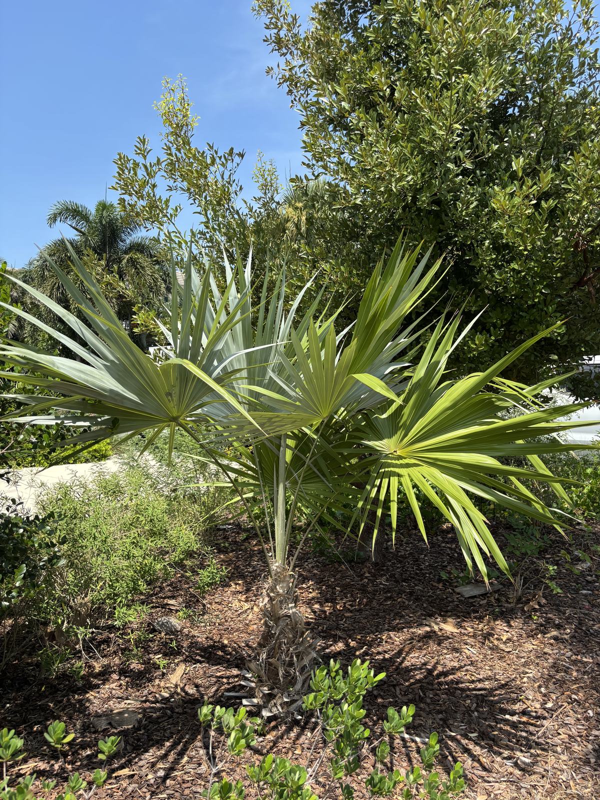 Silver Thatch Palm (Coccothrinax argentata)