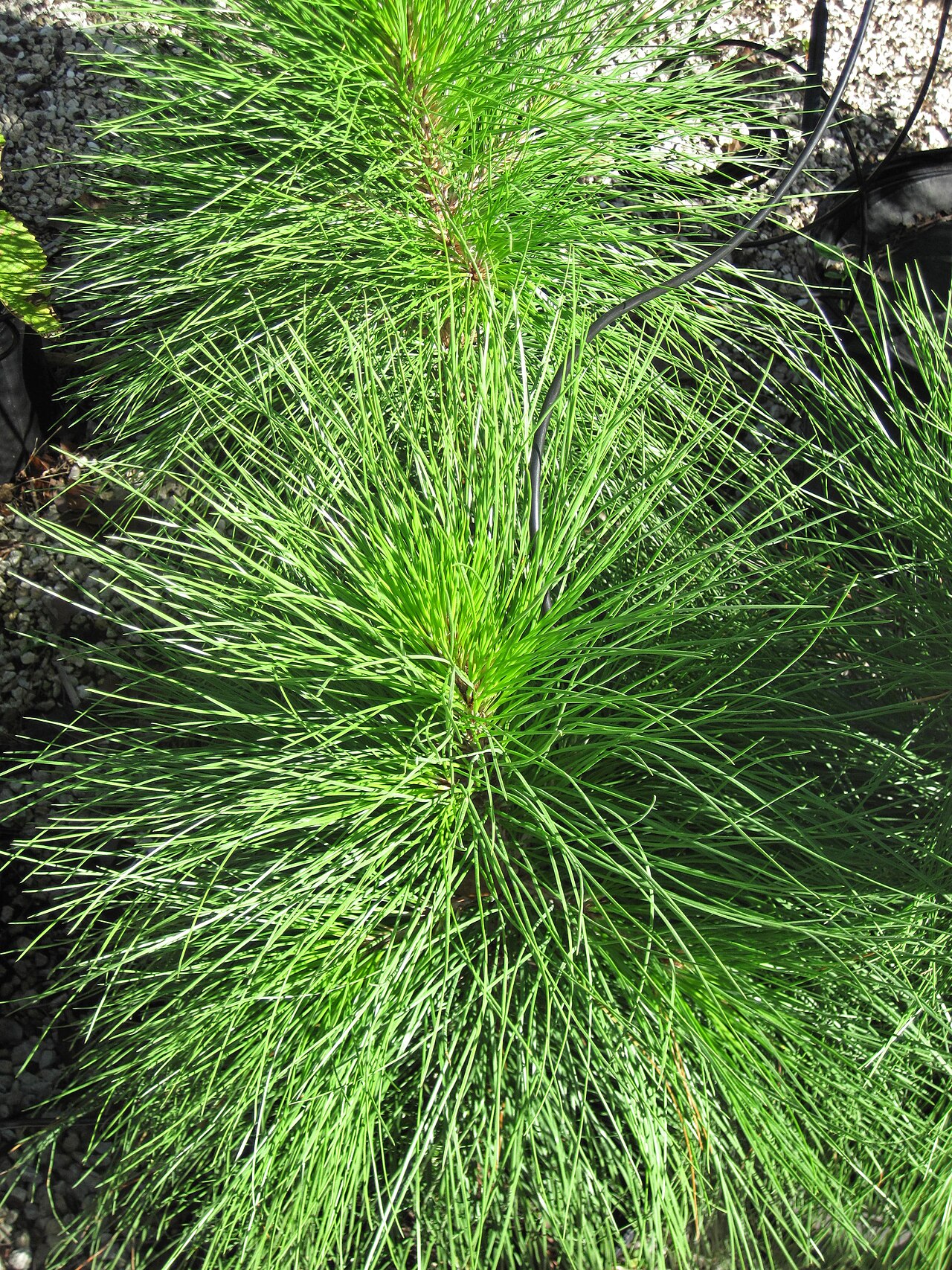 Slash Pine, Pinus elliottii, var. densa in our area