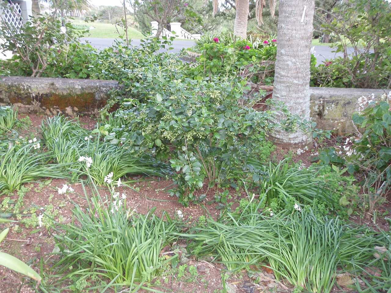 Snowberry, Chiococca alba