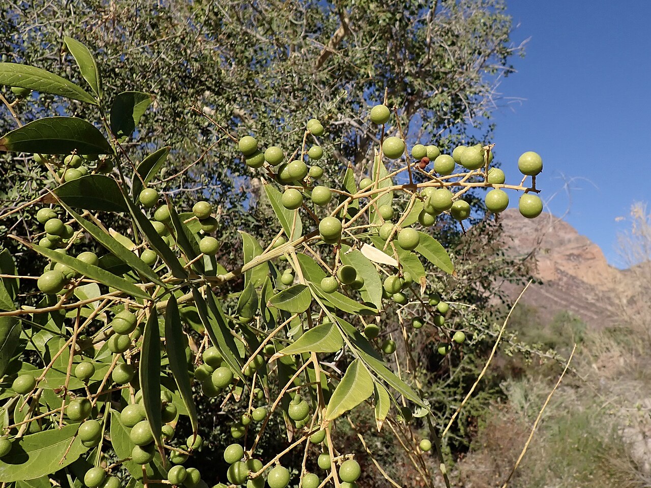 Soapberry, Sapindus saponaria