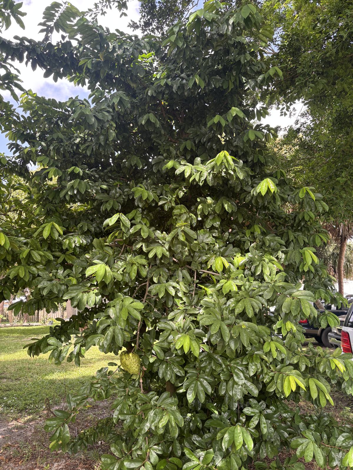 Soursop additional photo
