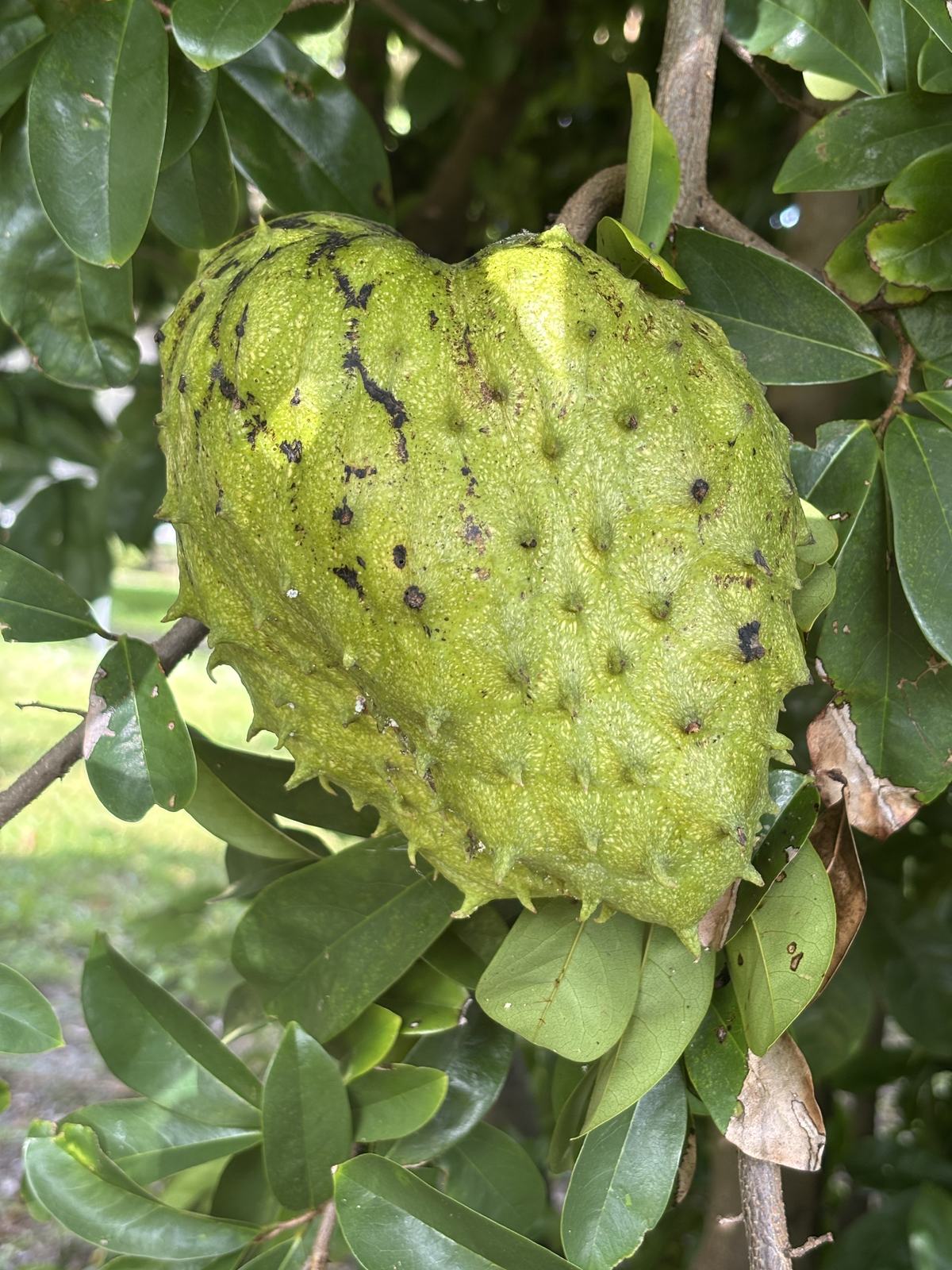 Soursop