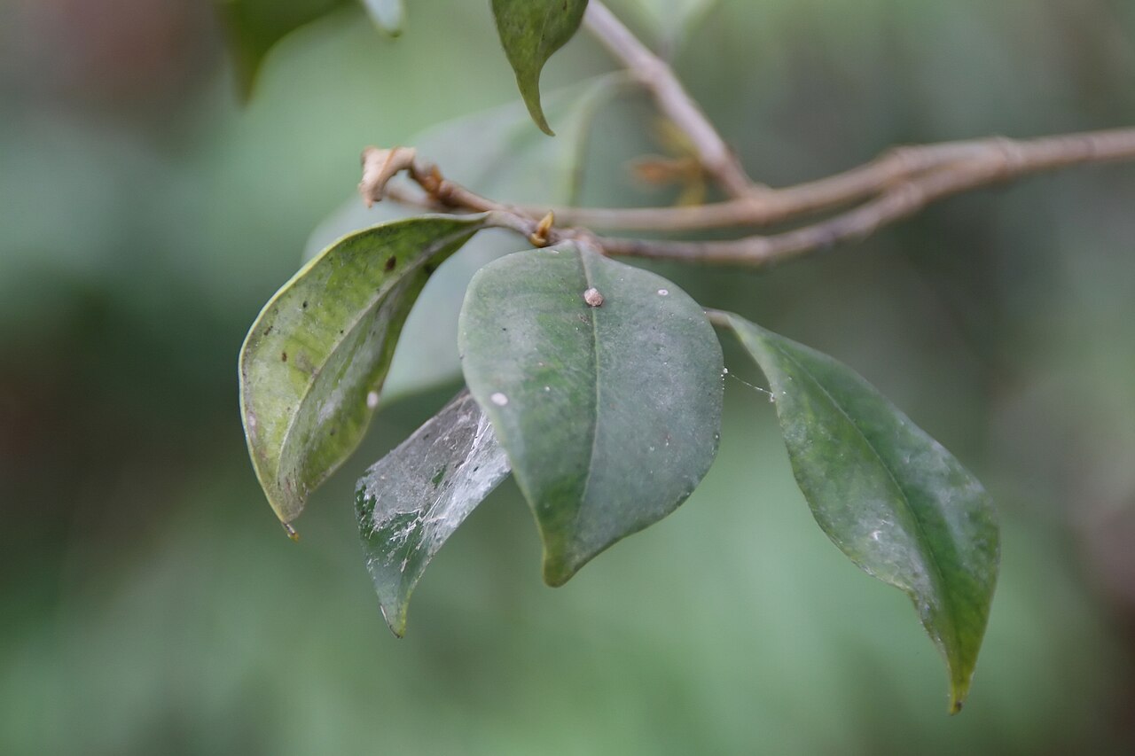 Spicewood, Calyptranthes pallens