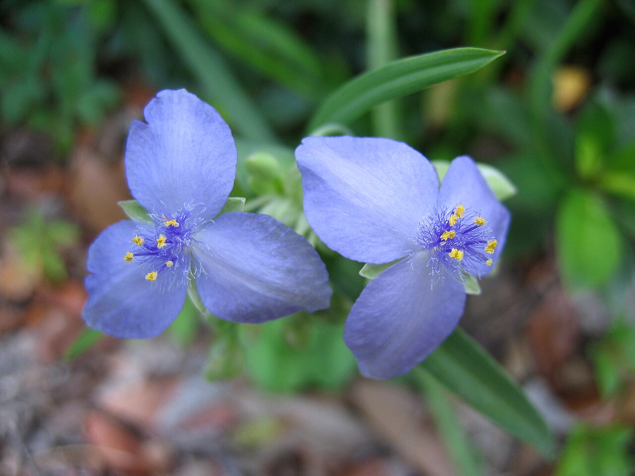 Spiderwort
