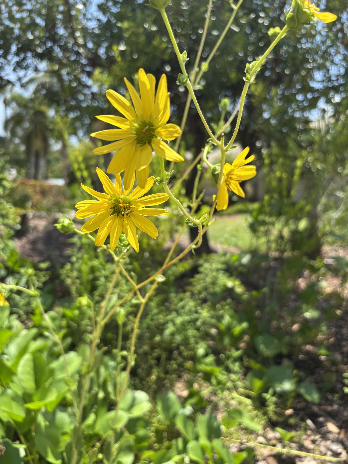 Starry Rosinweed (Silphium asteriscus)