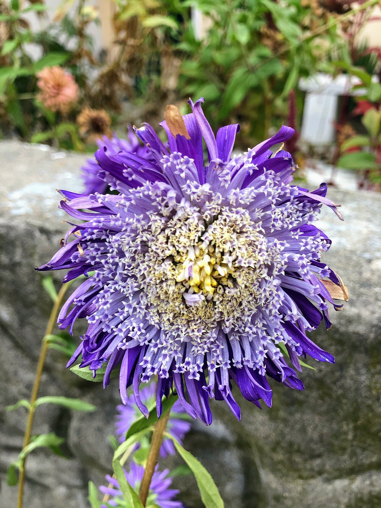 Stokes' Aster