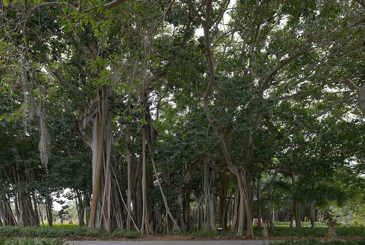 Strangler Fig (Ficus aurea), Ficus aurea