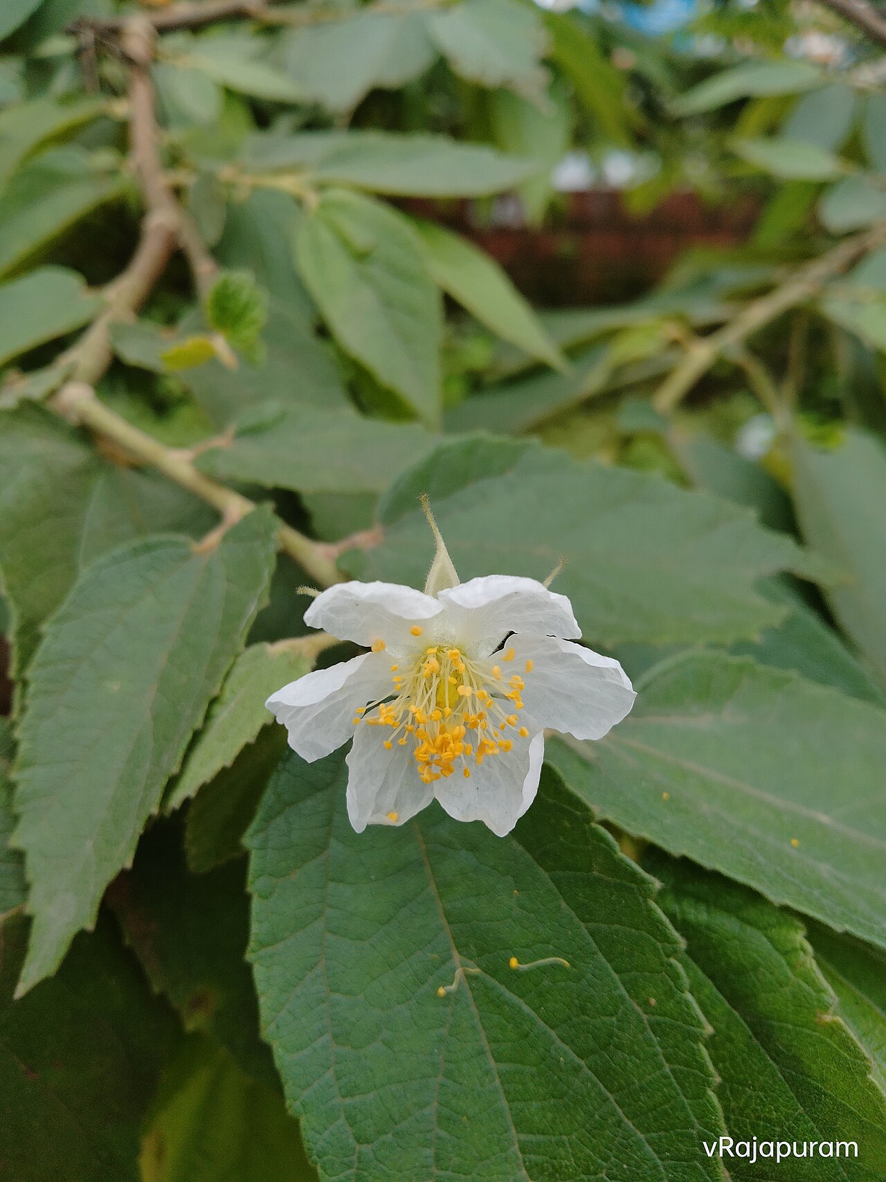 Strawberry Tree (Muntingia), Muntingia calabura