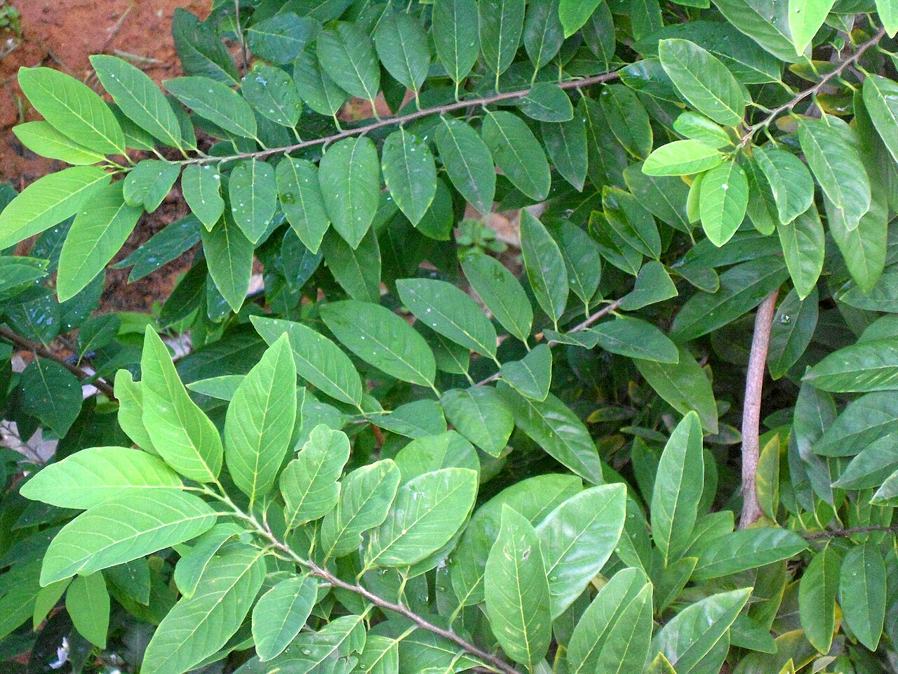 Sugar Apple, Annona squamosa