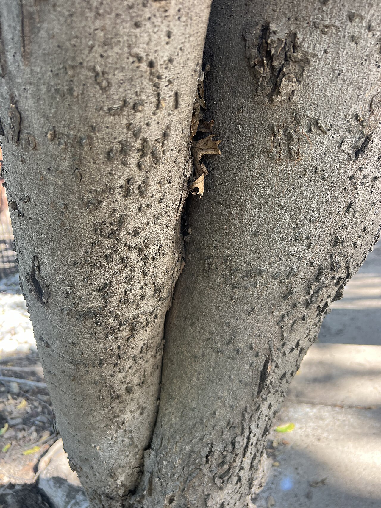 Sugarberry, Celtis laevigata