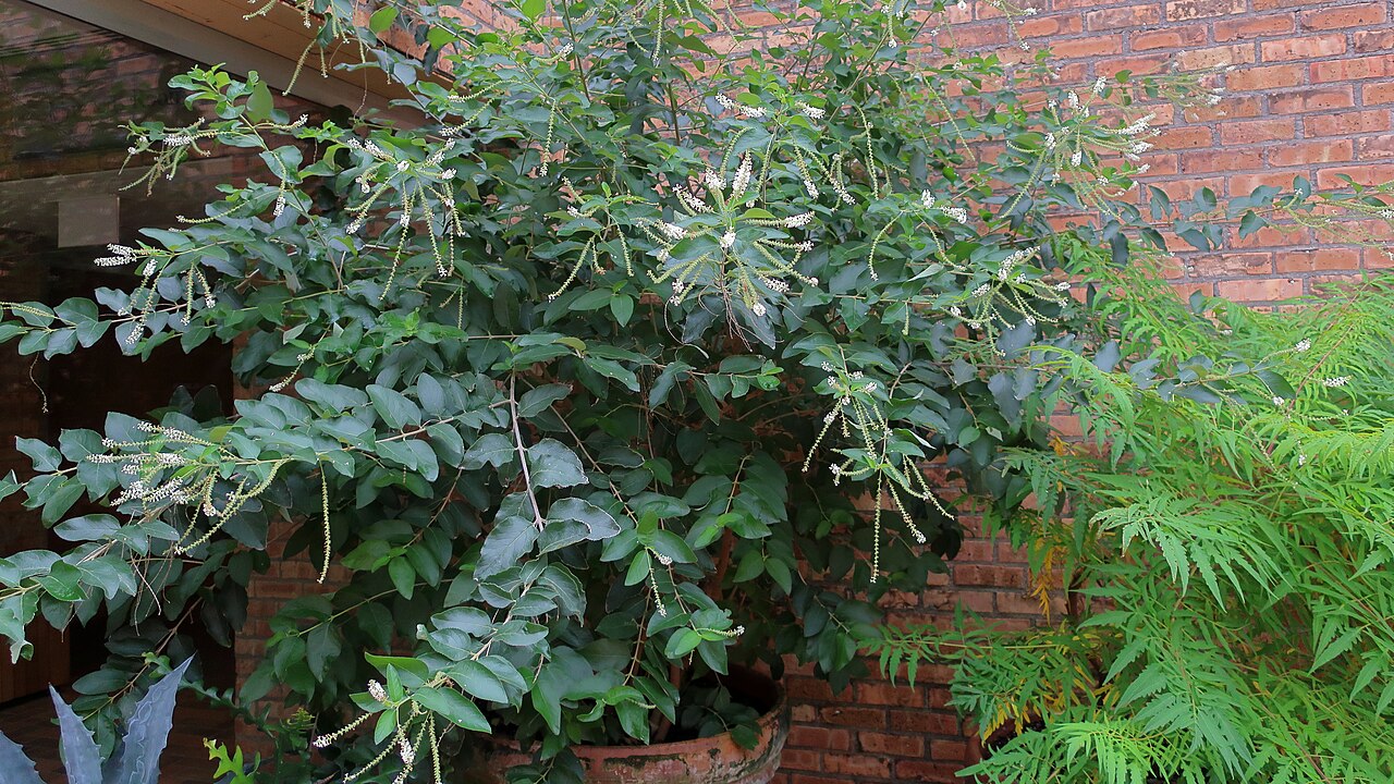 Sweet Almond Bush (Aloysia virgata)