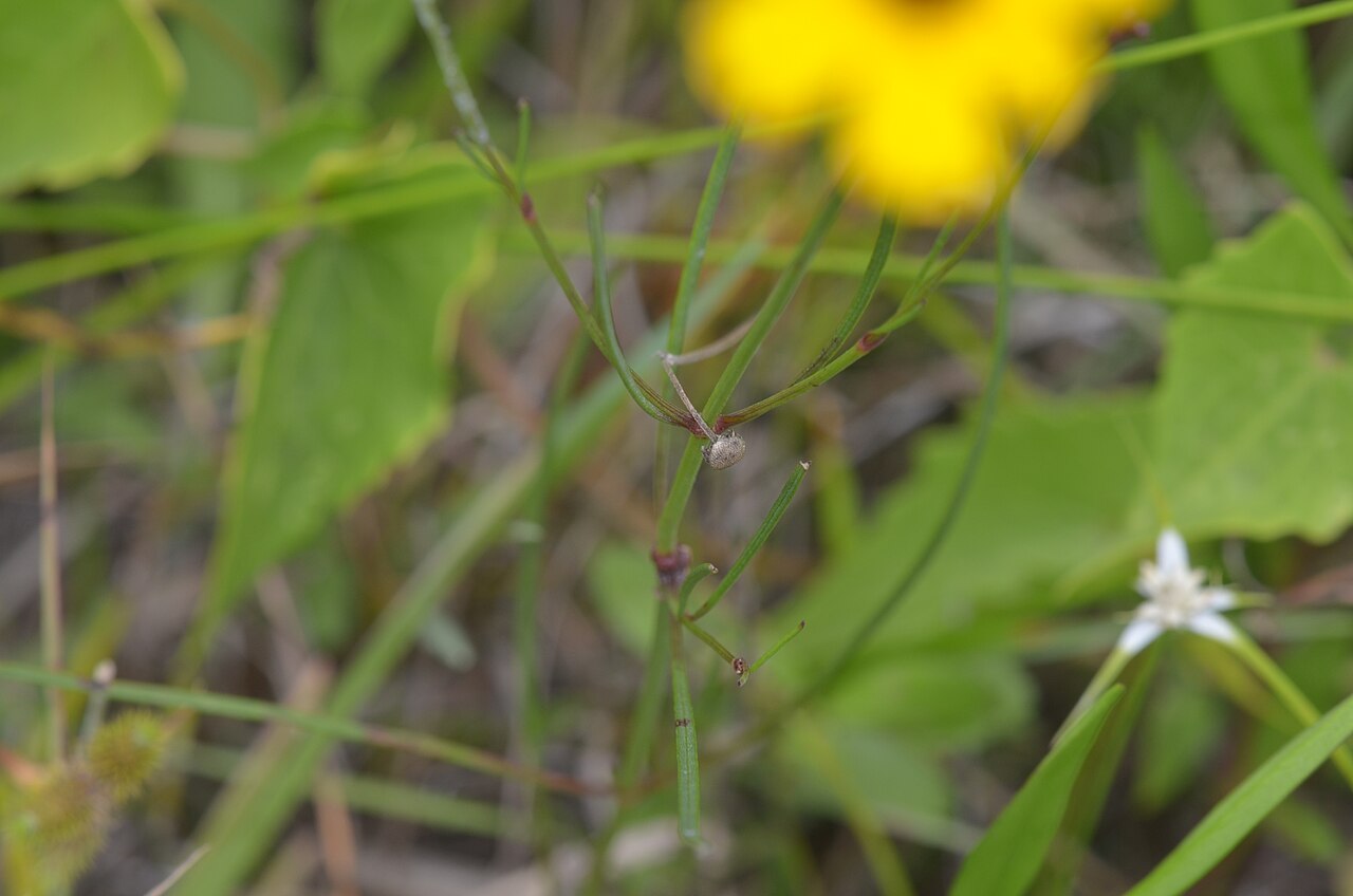 Tickseed