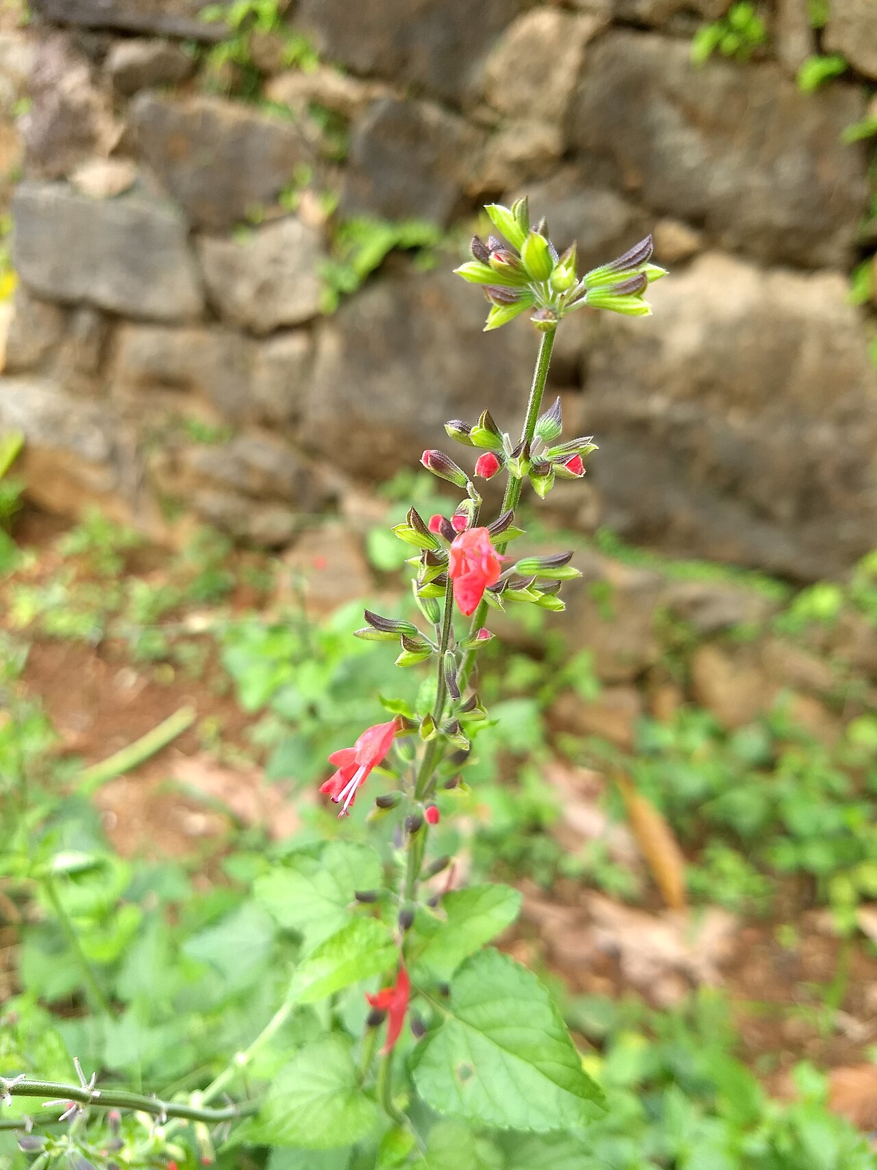 Tropical Sage (Salvia coccinea)