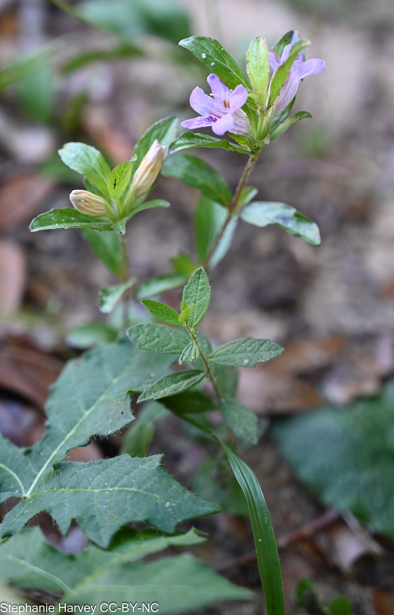 Twinflower
