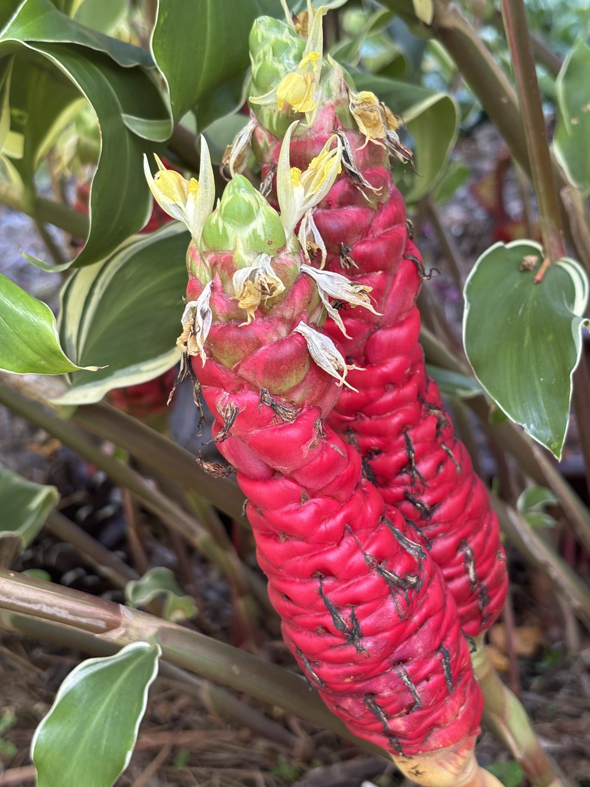 Variegated Shampoo Ginger additional photo