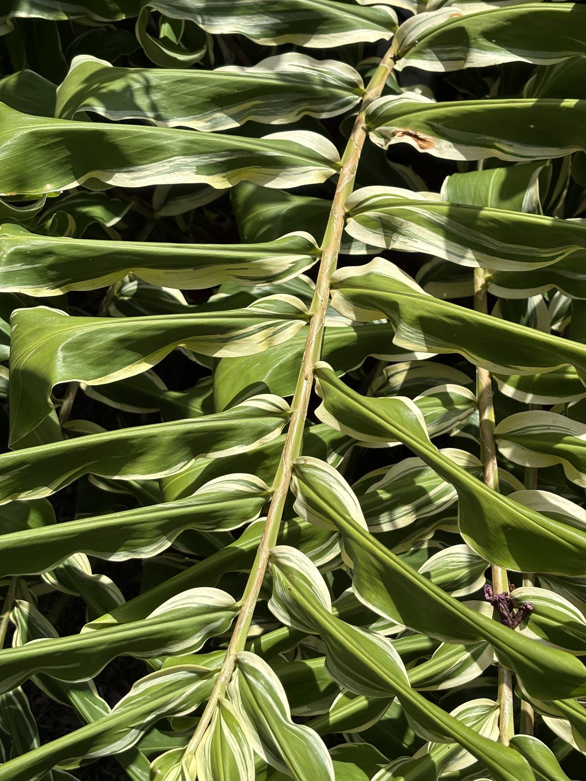 Variegated Shampoo Ginger