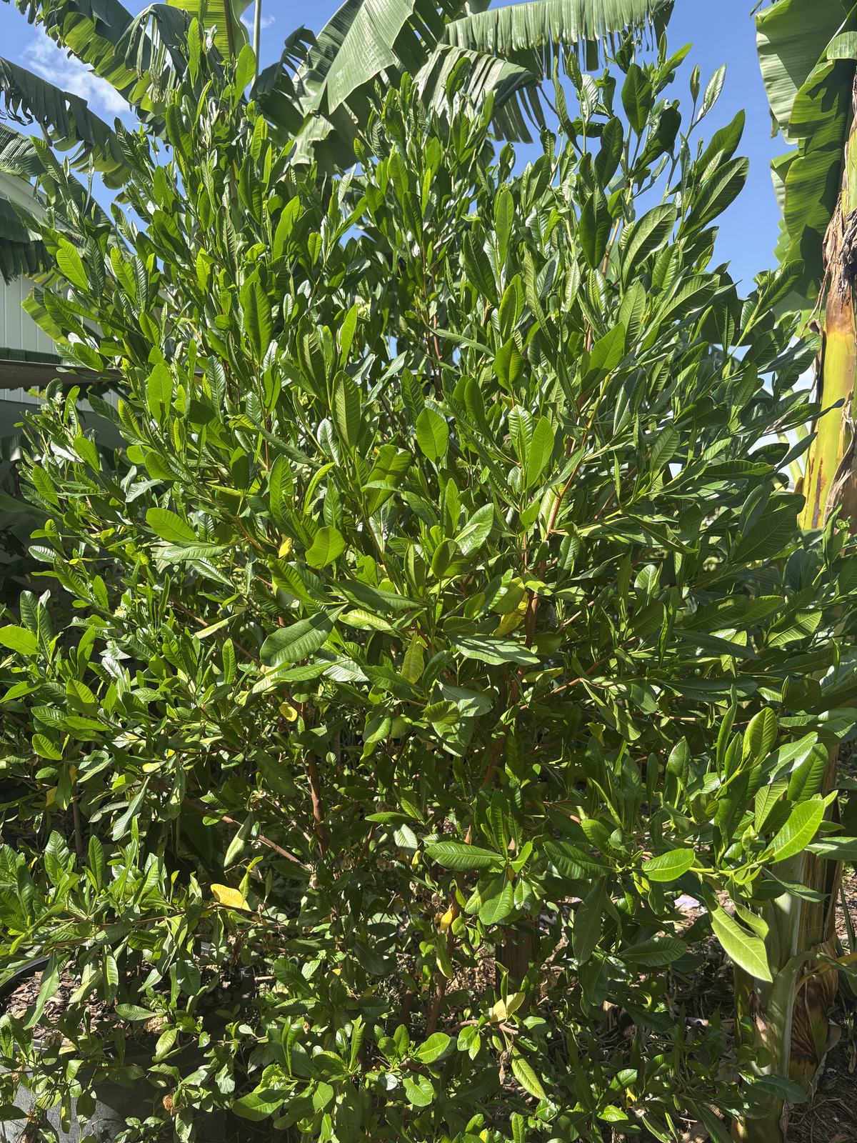 Varnishleaf