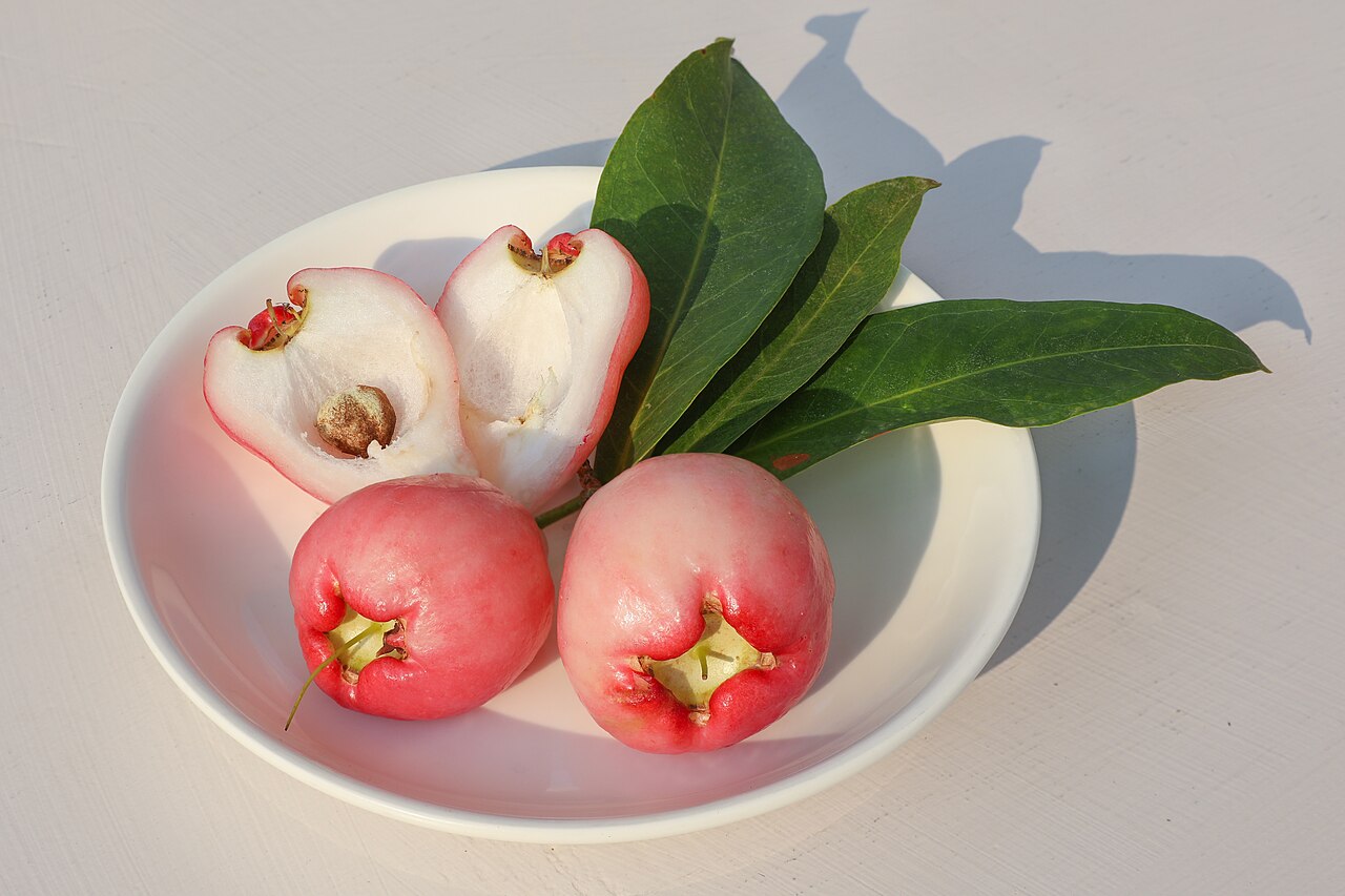 Wax Jambu (Wax Apple), Syzygium samarangense
