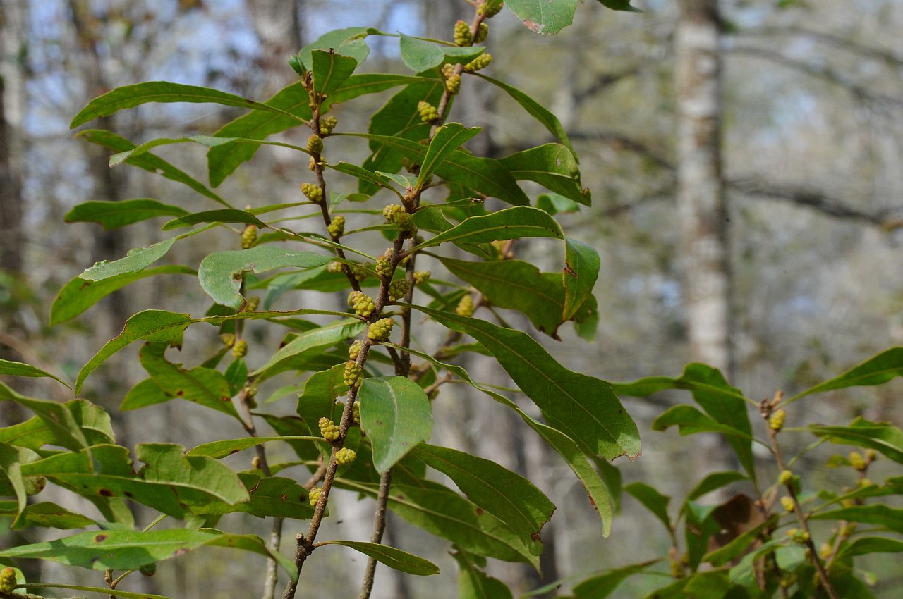 Wax Myrtle, Morella cerifera