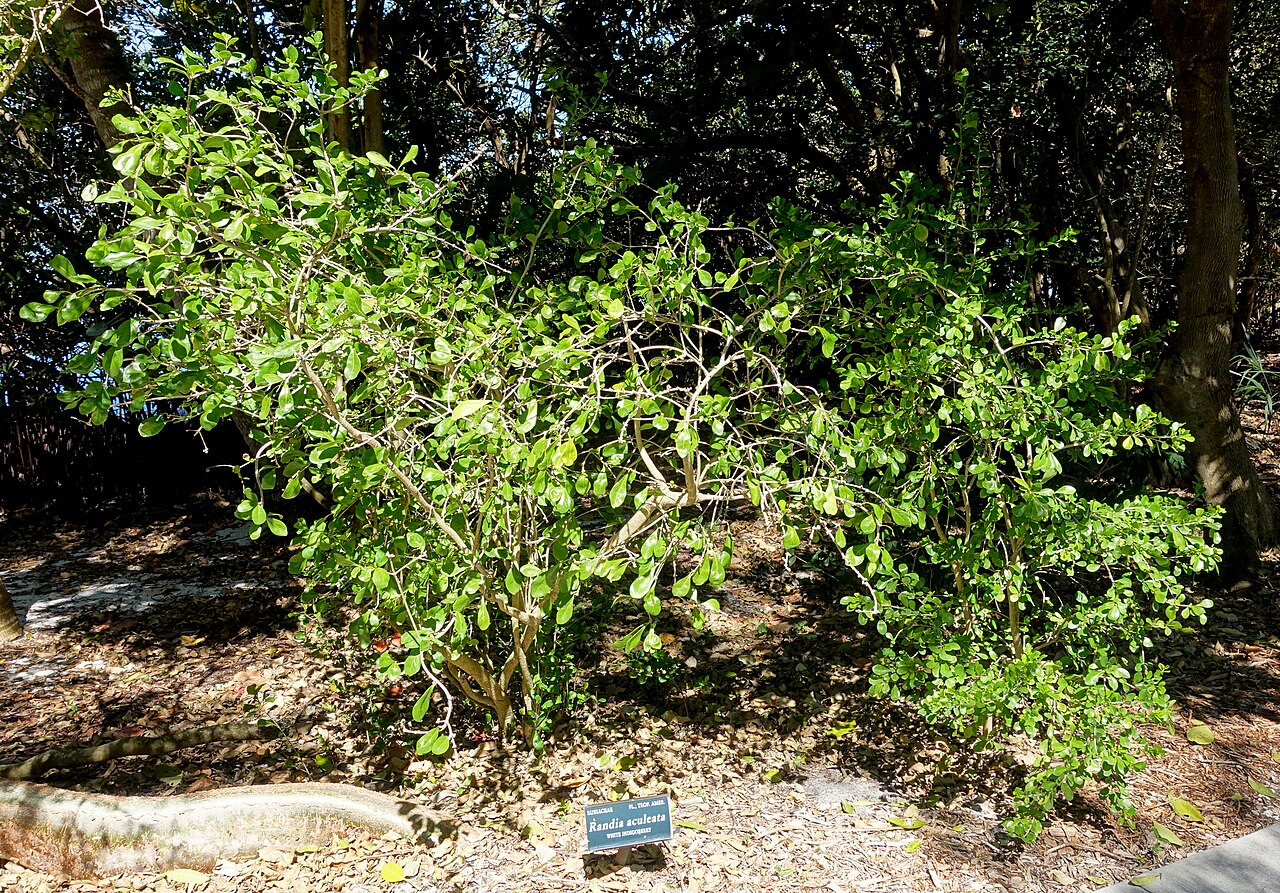 White Indigoberry, Randia aculeata