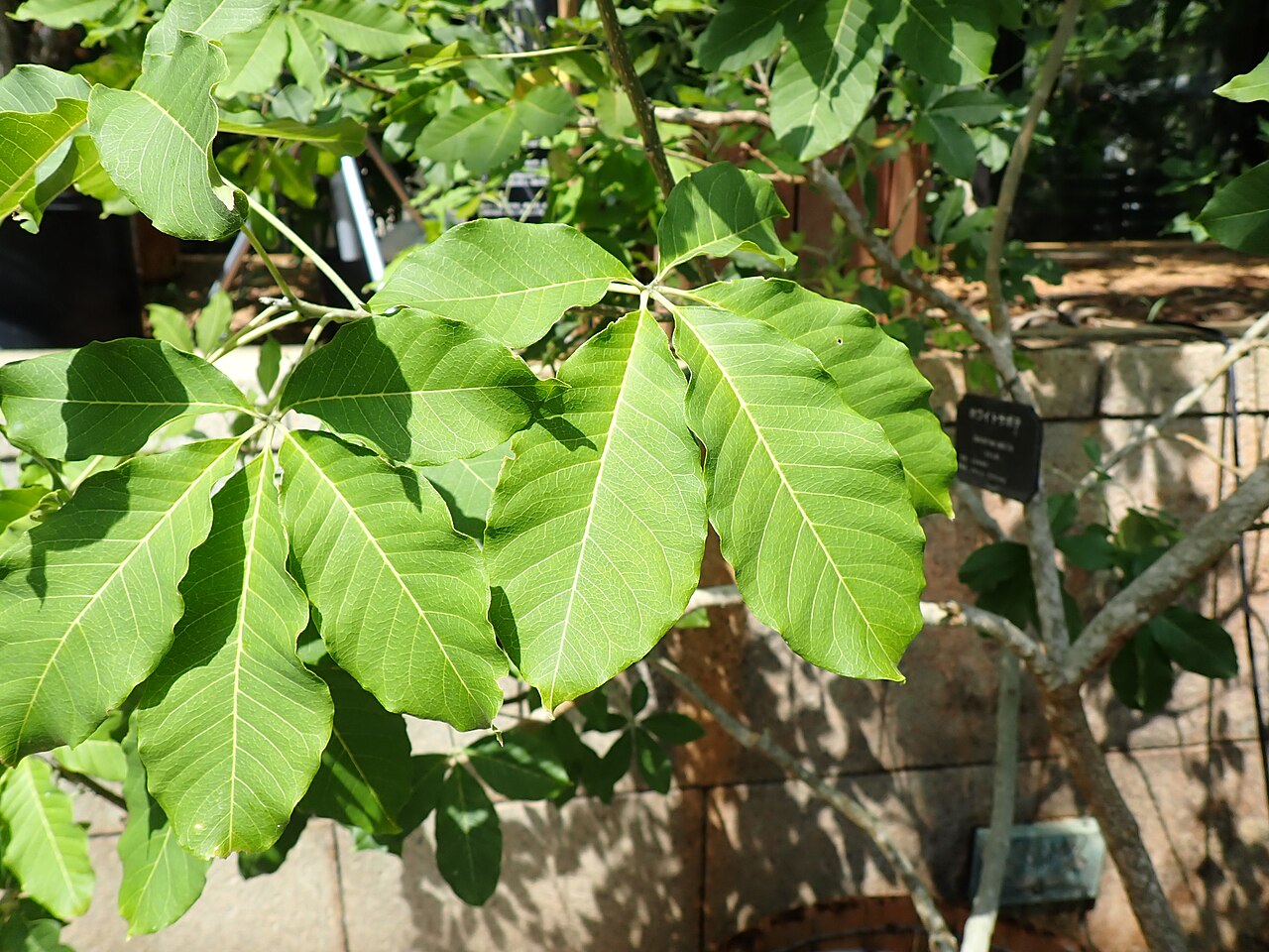 White Sapote, Casimiroa edulis